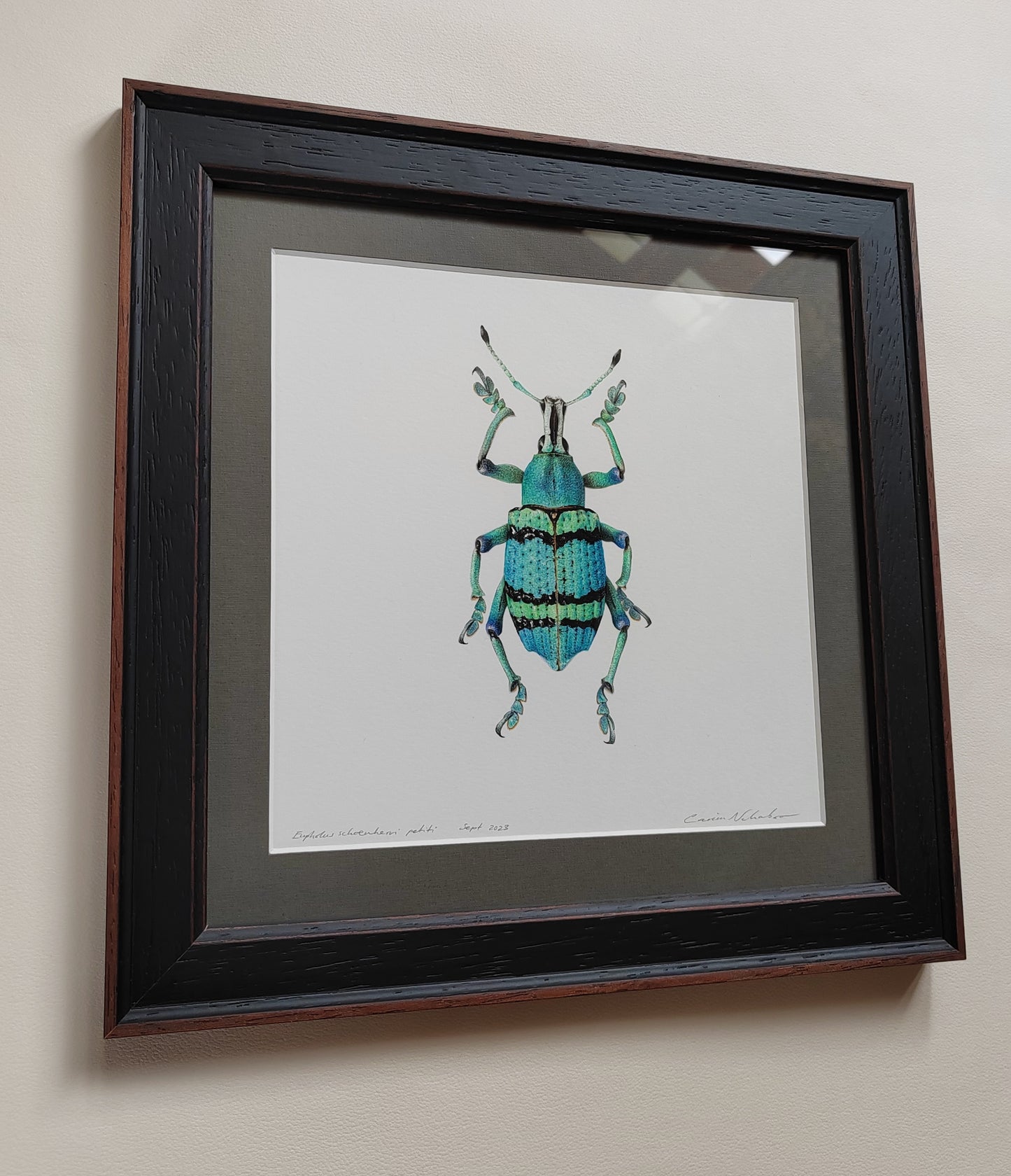 Framed Original Artwork, Eupholus schoenherri petiti