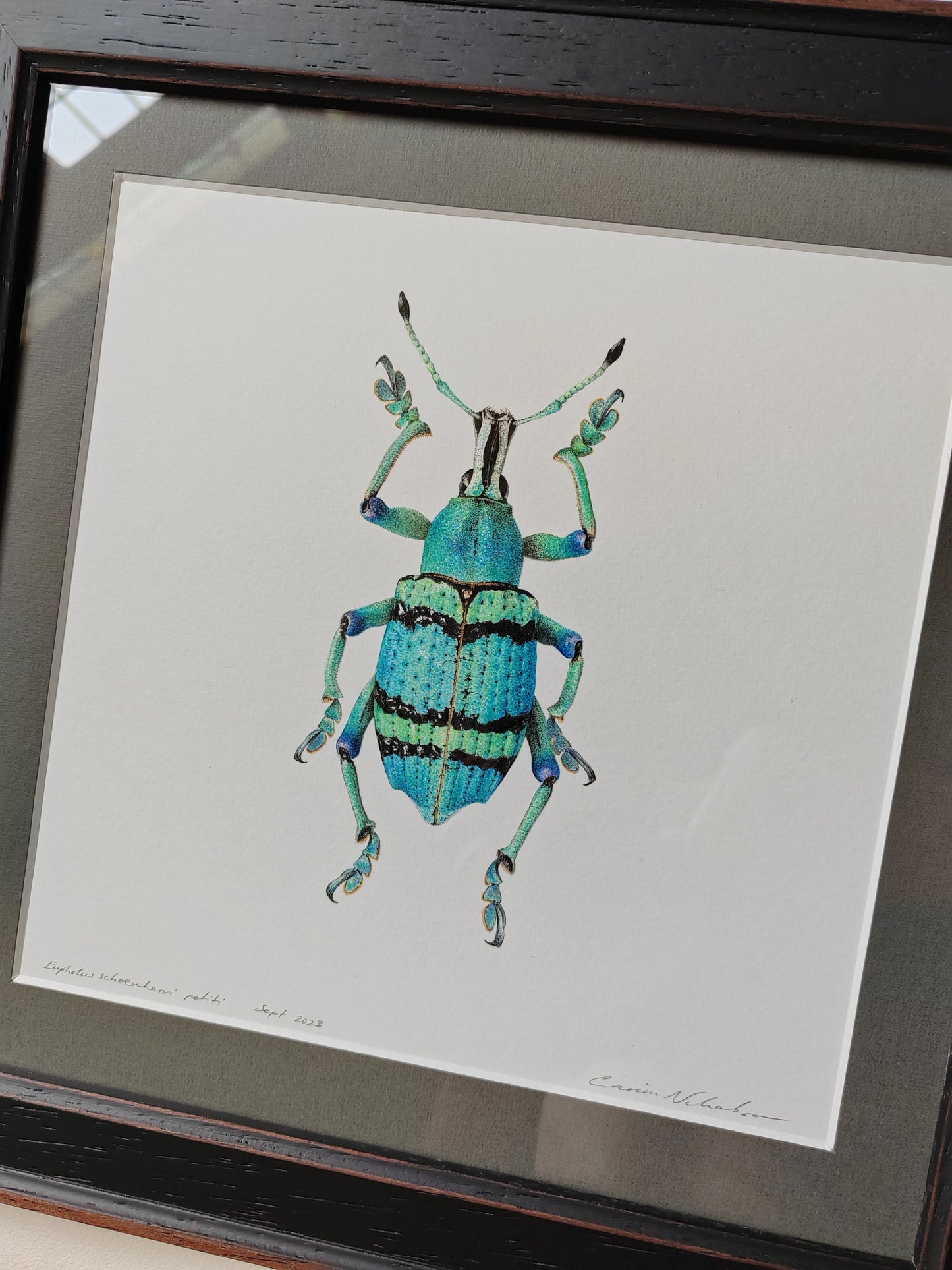 Framed Original Artwork, Eupholus schoenherri petiti