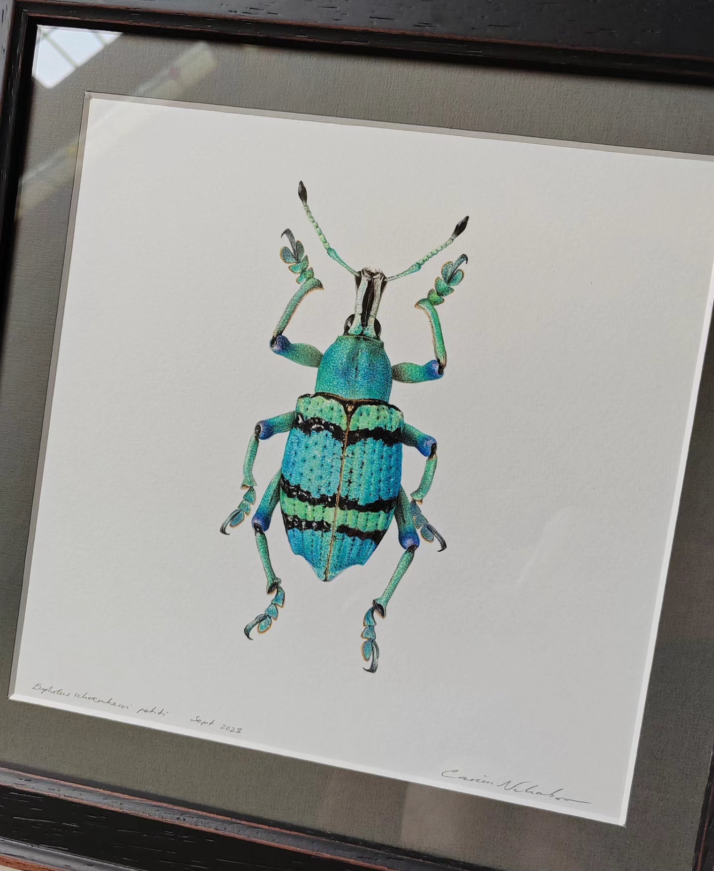 Framed Original Artwork, Eupholus schoenherri petiti