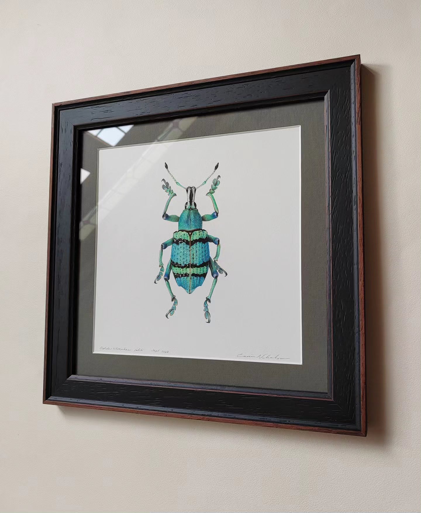 Framed Original Artwork, Eupholus schoenherri petiti