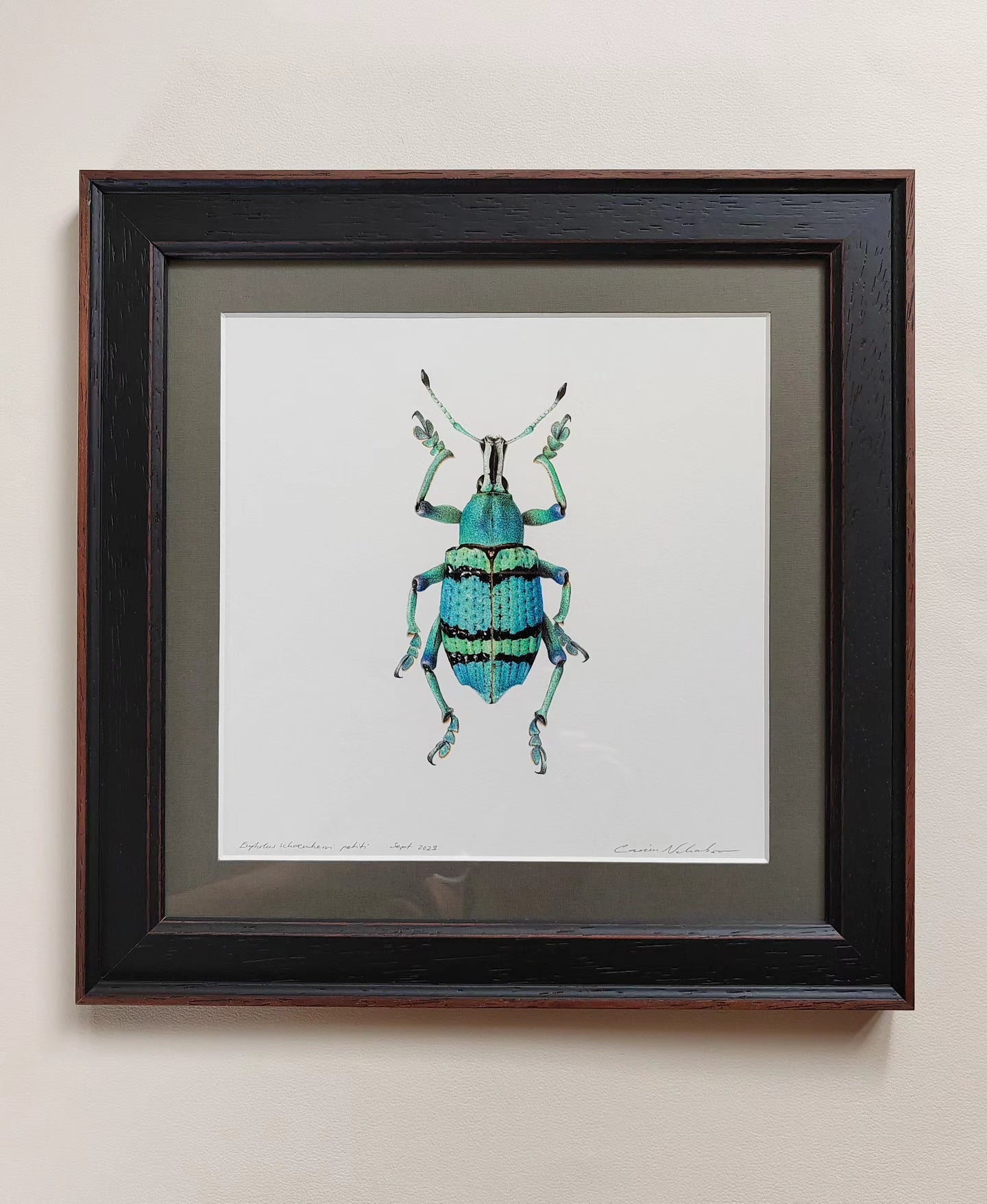 Framed Original Artwork, Eupholus schoenherri petiti