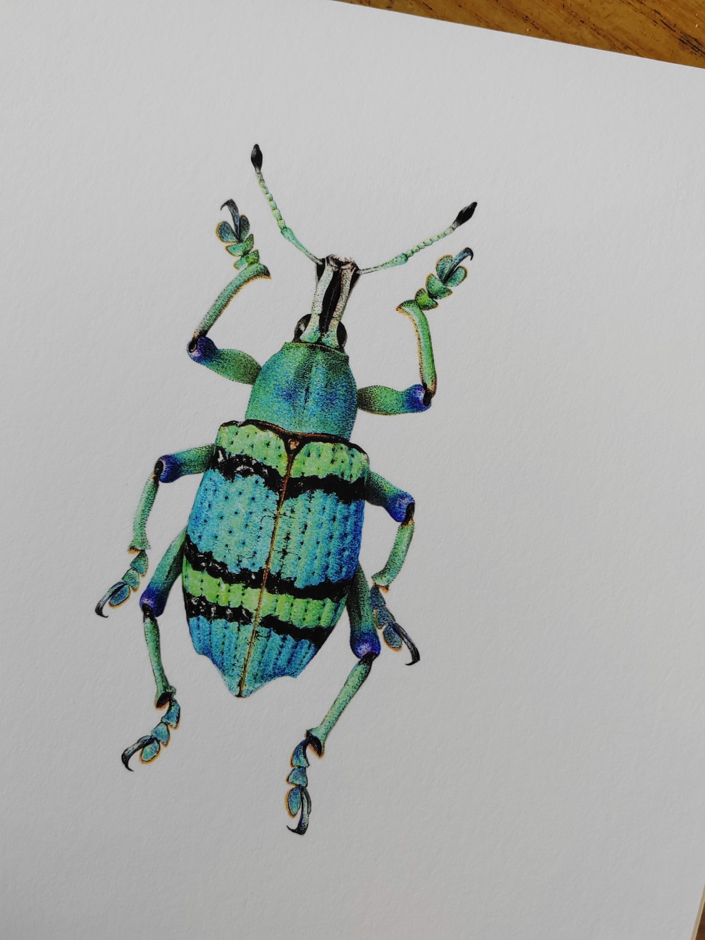 Eupholus schoenherri petiti, 10x8" limited edition art print