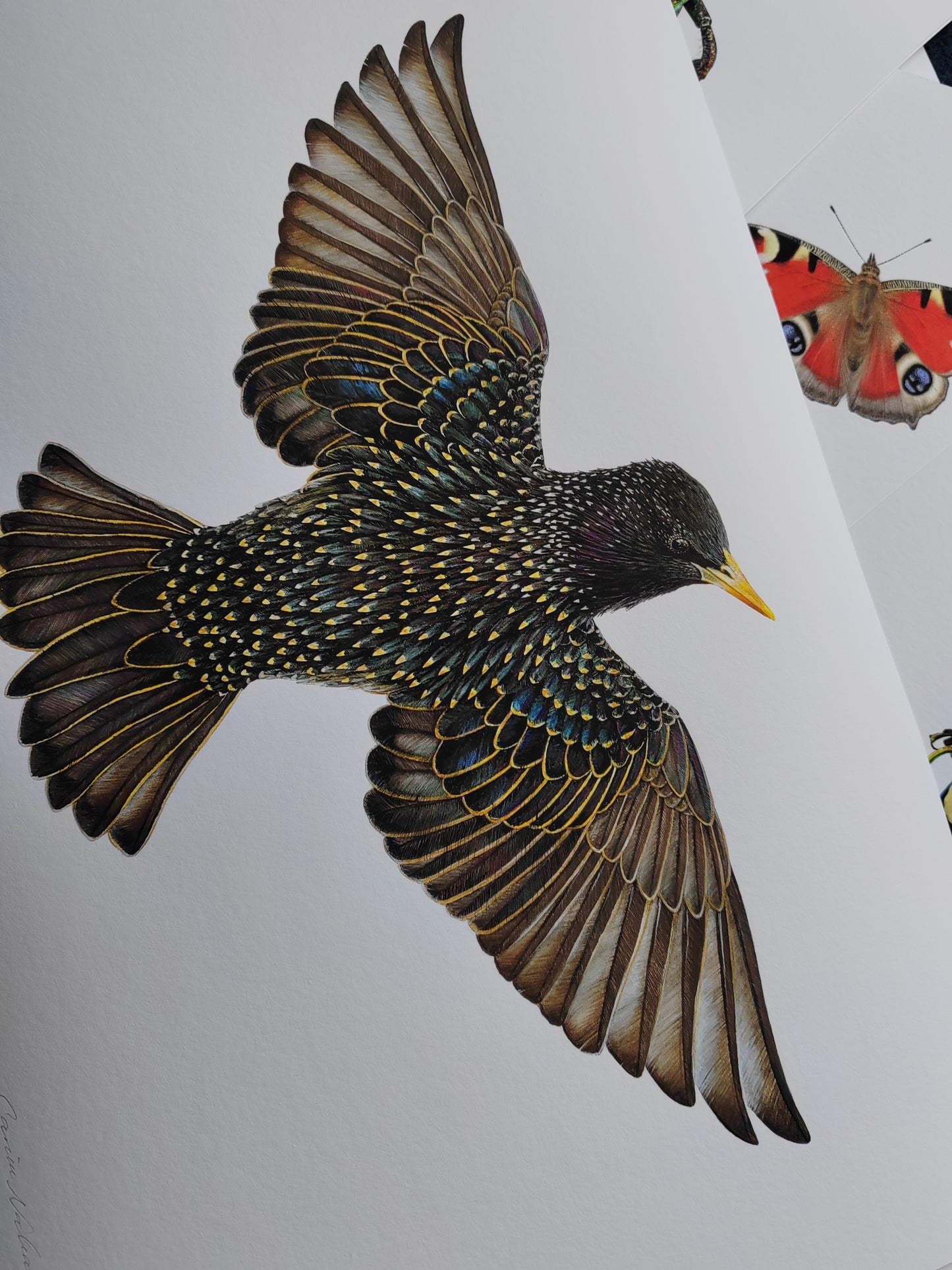 Starling - Sturnus vulgaris, limited edition art print, lifesize (A3 size)