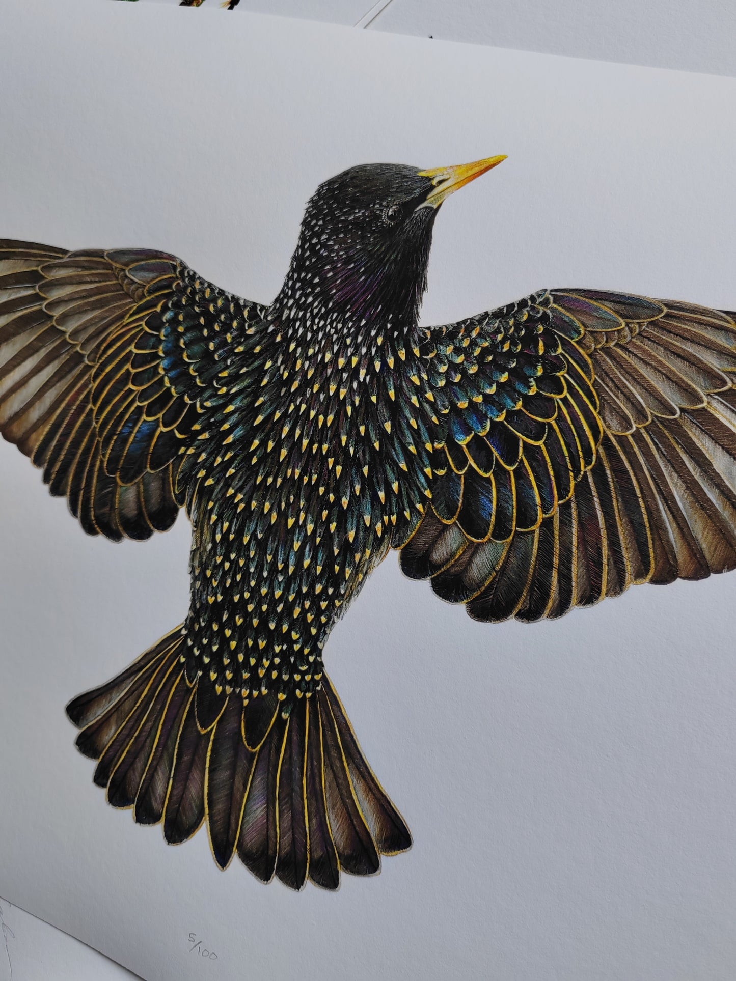 Starling - Sturnus vulgaris, limited edition art print, lifesize (A3 size)