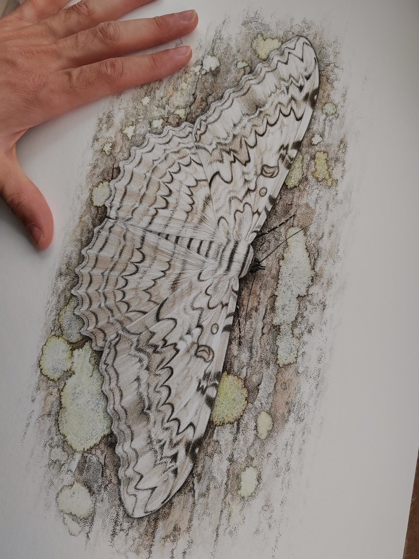 White Witch Moth, Thysania agrippina, A3 (lifesize) limited edition art print