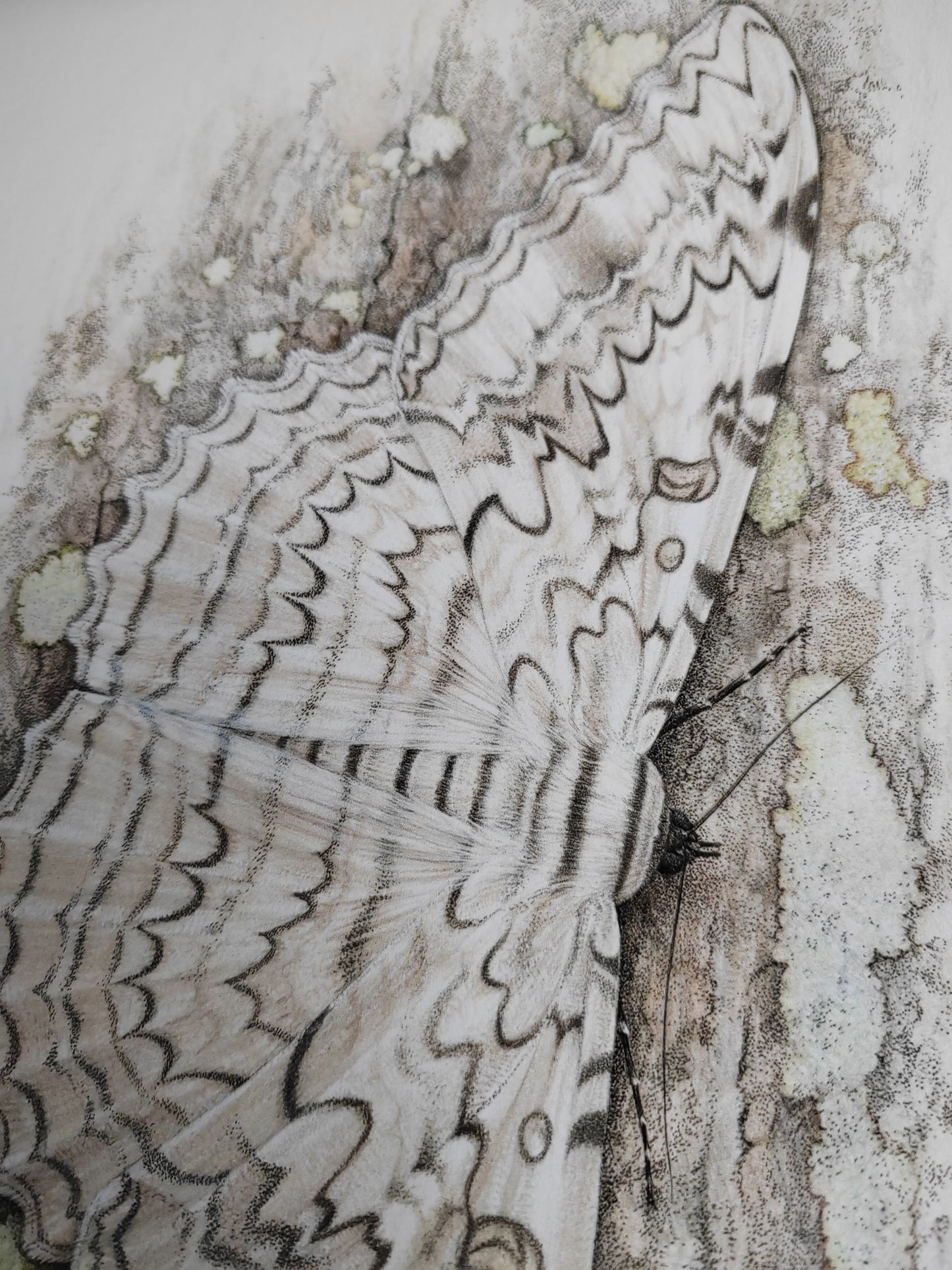 White Witch Moth, Thysania agrippina, A3 (lifesize) limited edition art print