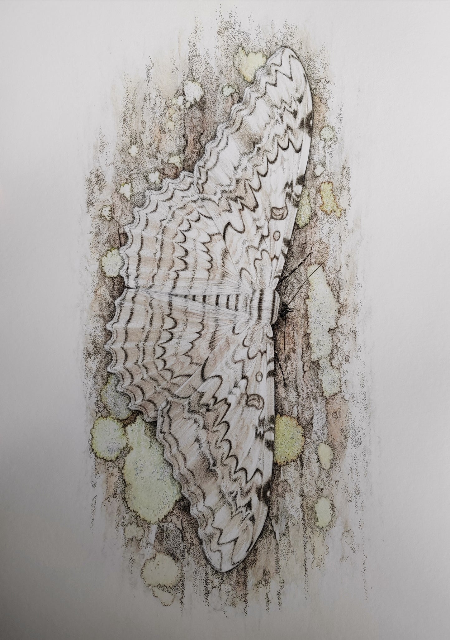 White Witch Moth, Thysania agrippina, A3 (lifesize) limited edition art print