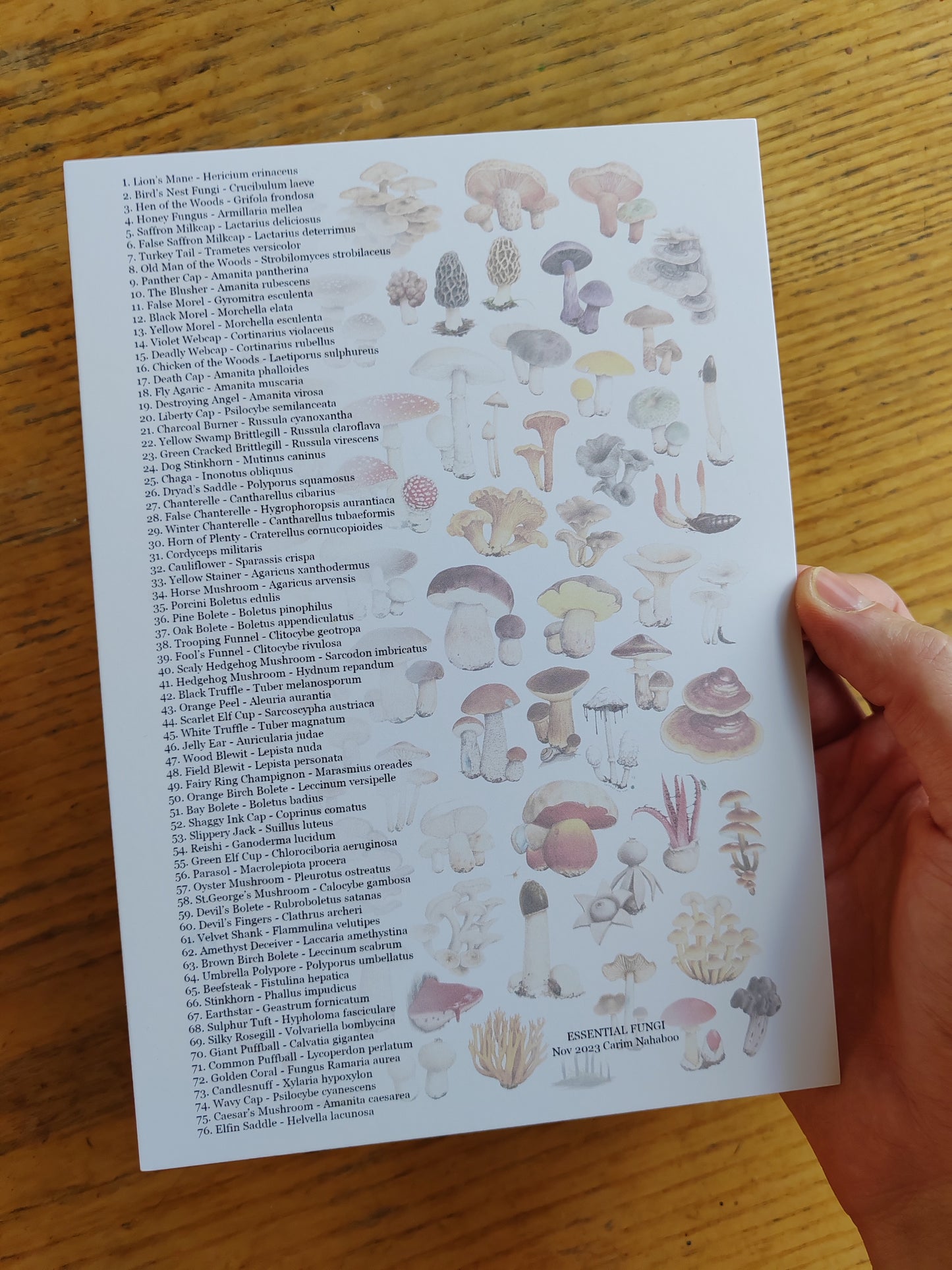 Essential Fungi A3 size Limited edition art print with Key to species