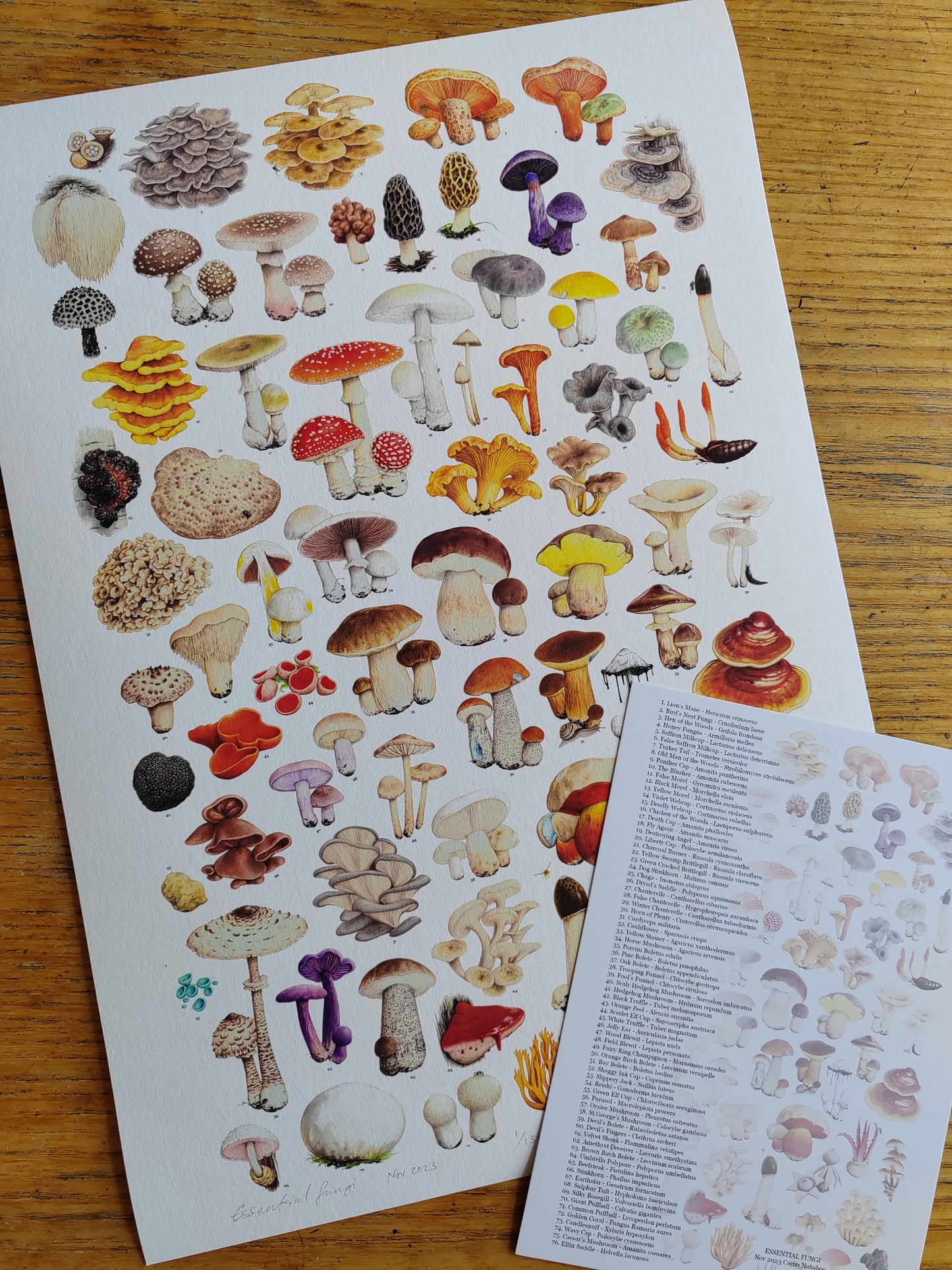 Essential Fungi A3 size Limited edition art print with Key to species