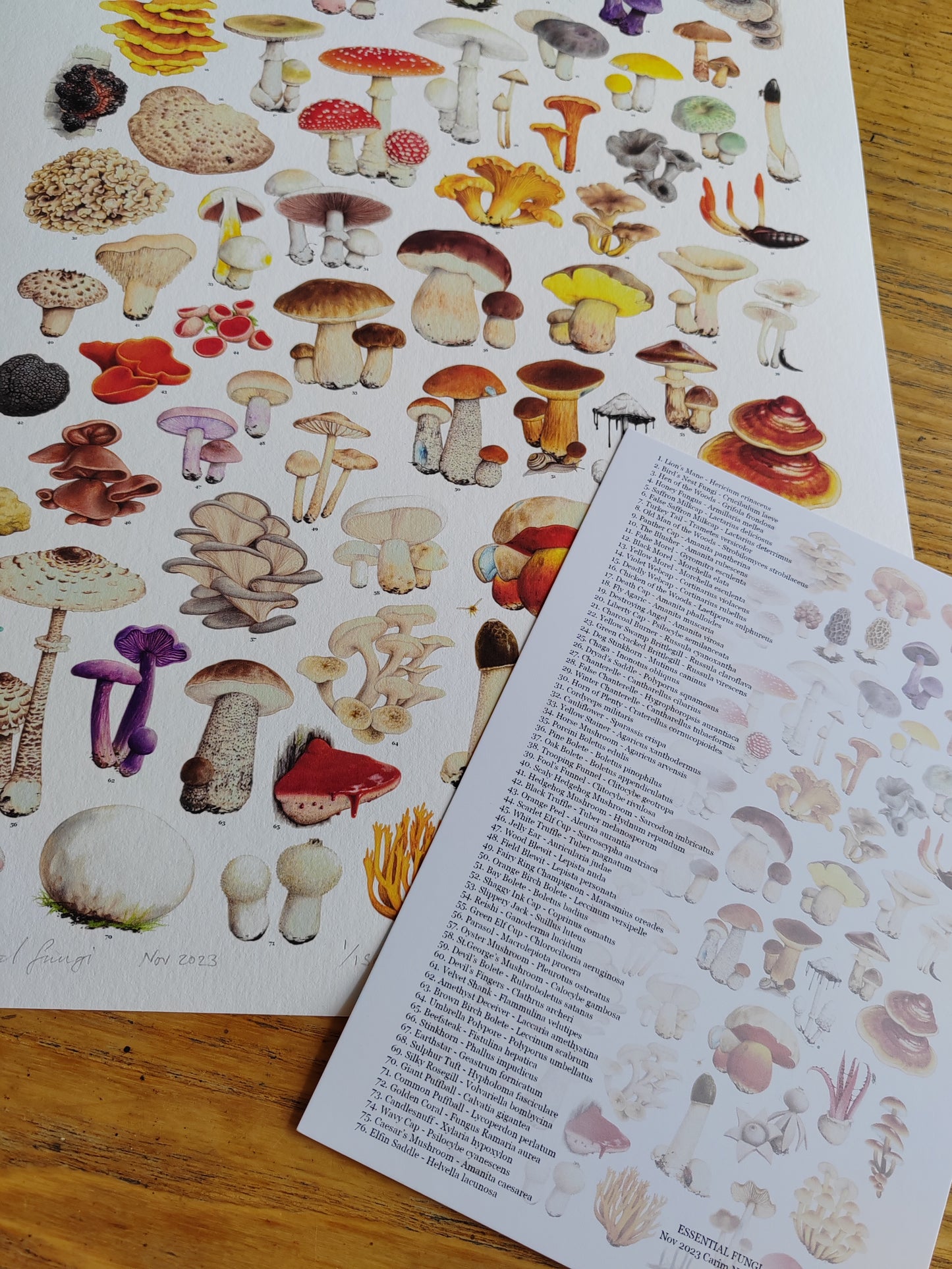 Essential Fungi A3 size Limited edition art print with Key to species