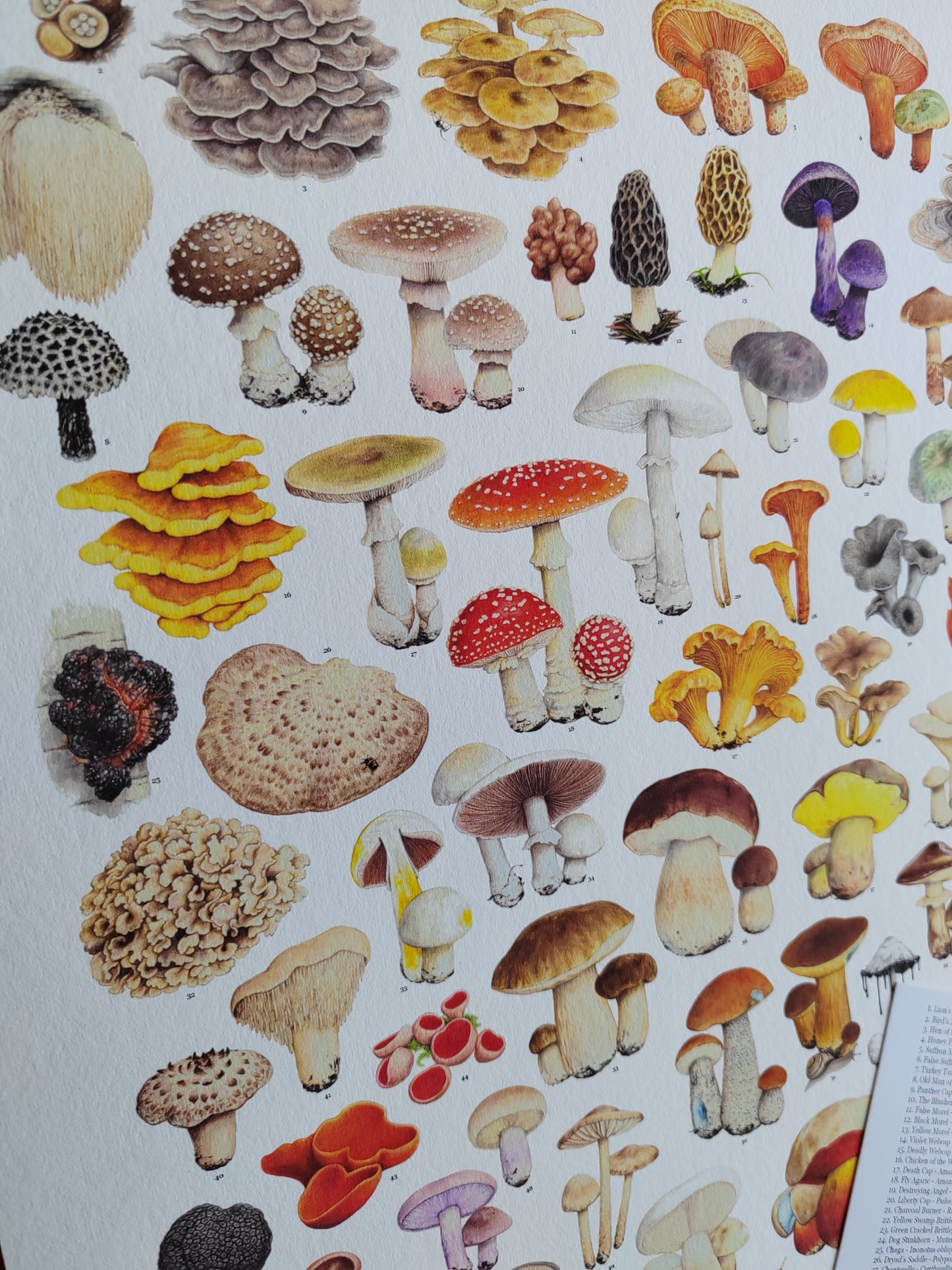 Essential Fungi A3 size Limited edition art print with Key to species