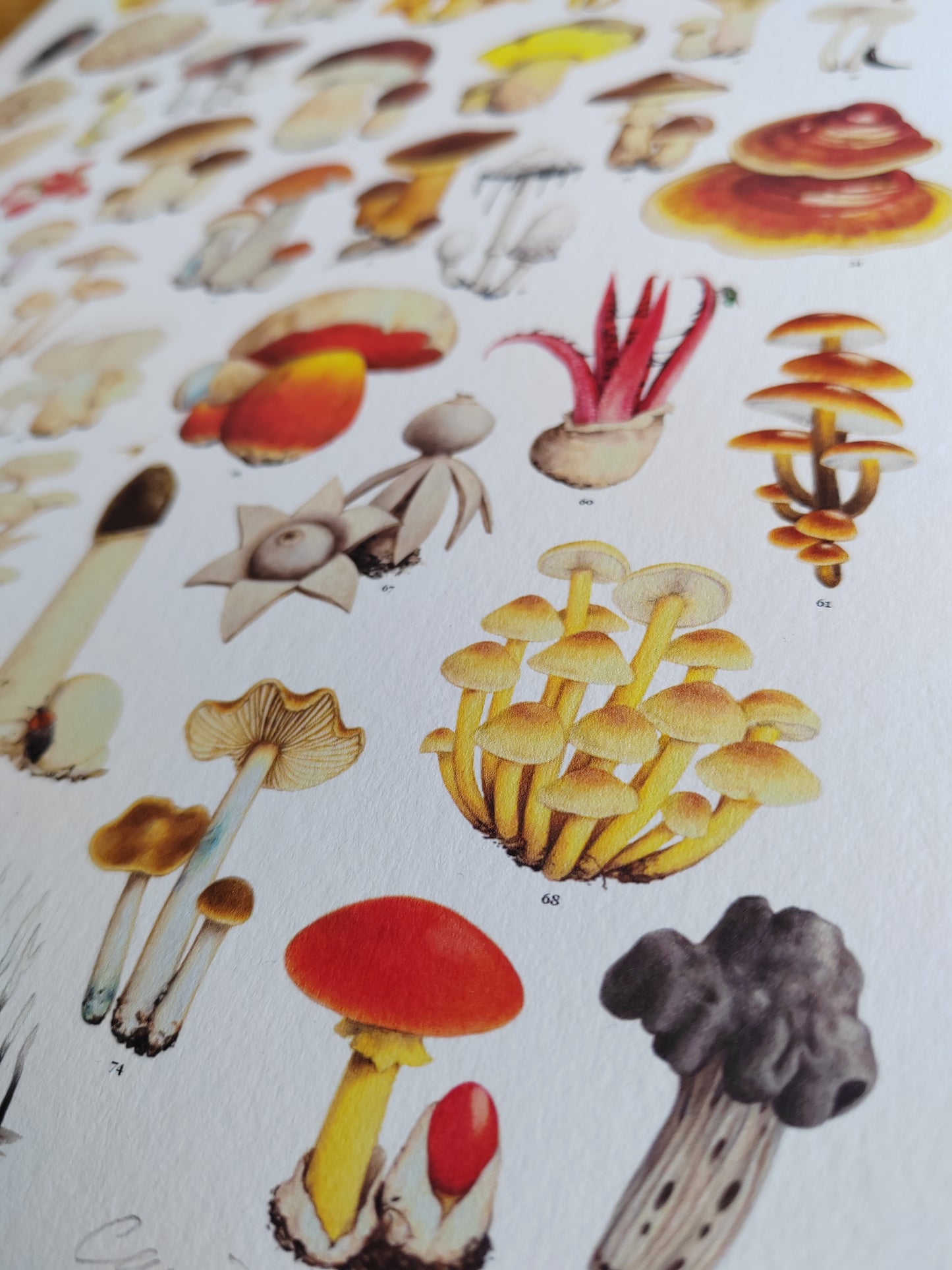 Essential Fungi A3 size Limited edition art print with Key to species