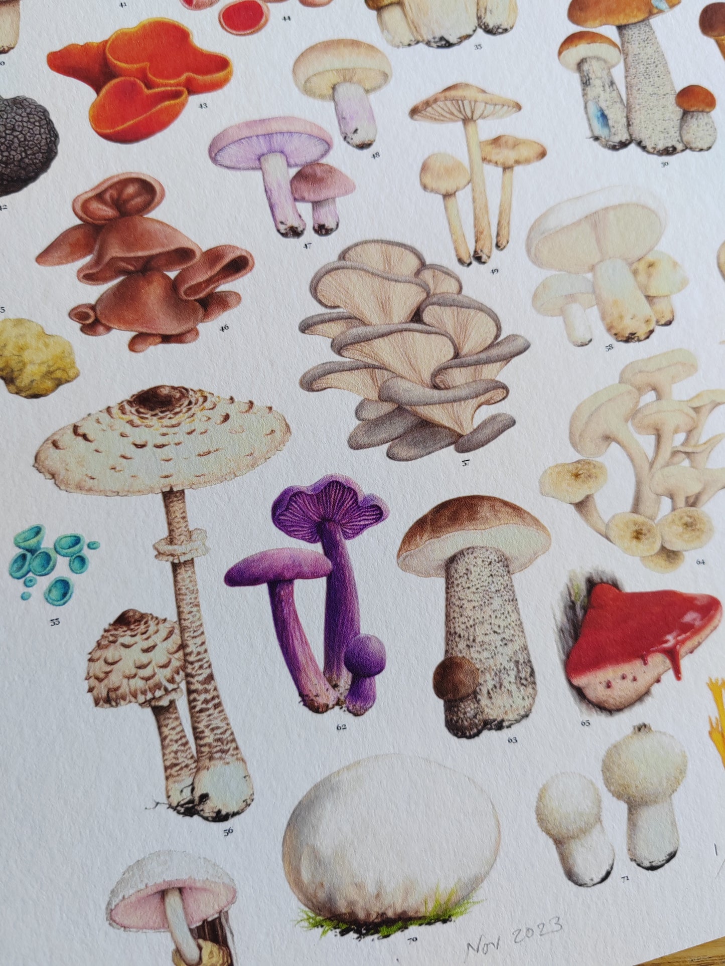 Essential Fungi A3 size Limited edition art print with Key to species