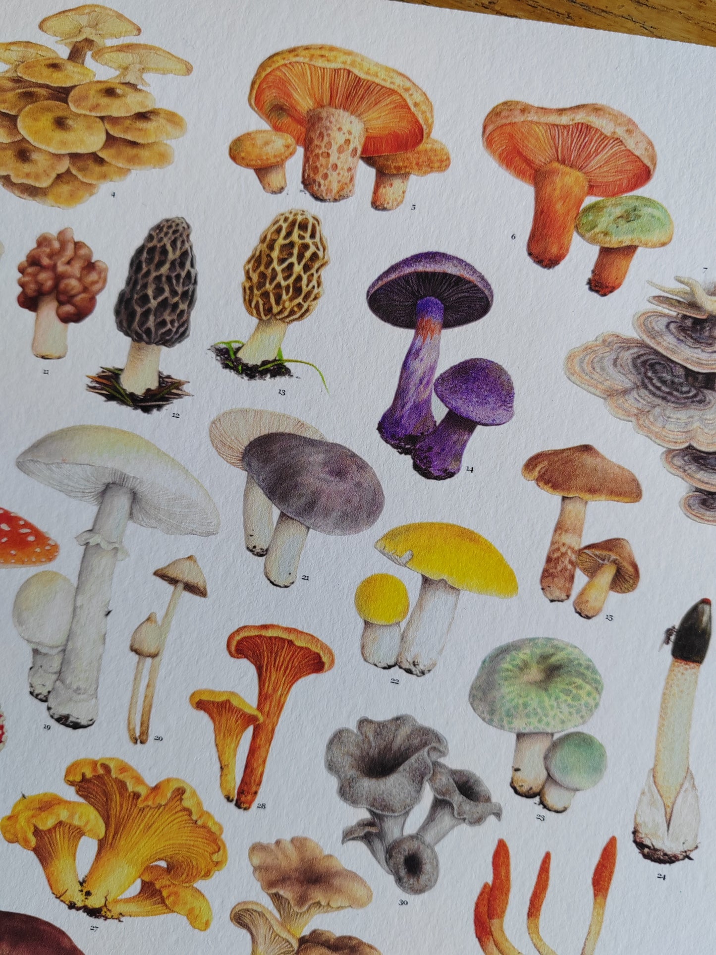 Essential Fungi A3 size Limited edition art print with Key to species