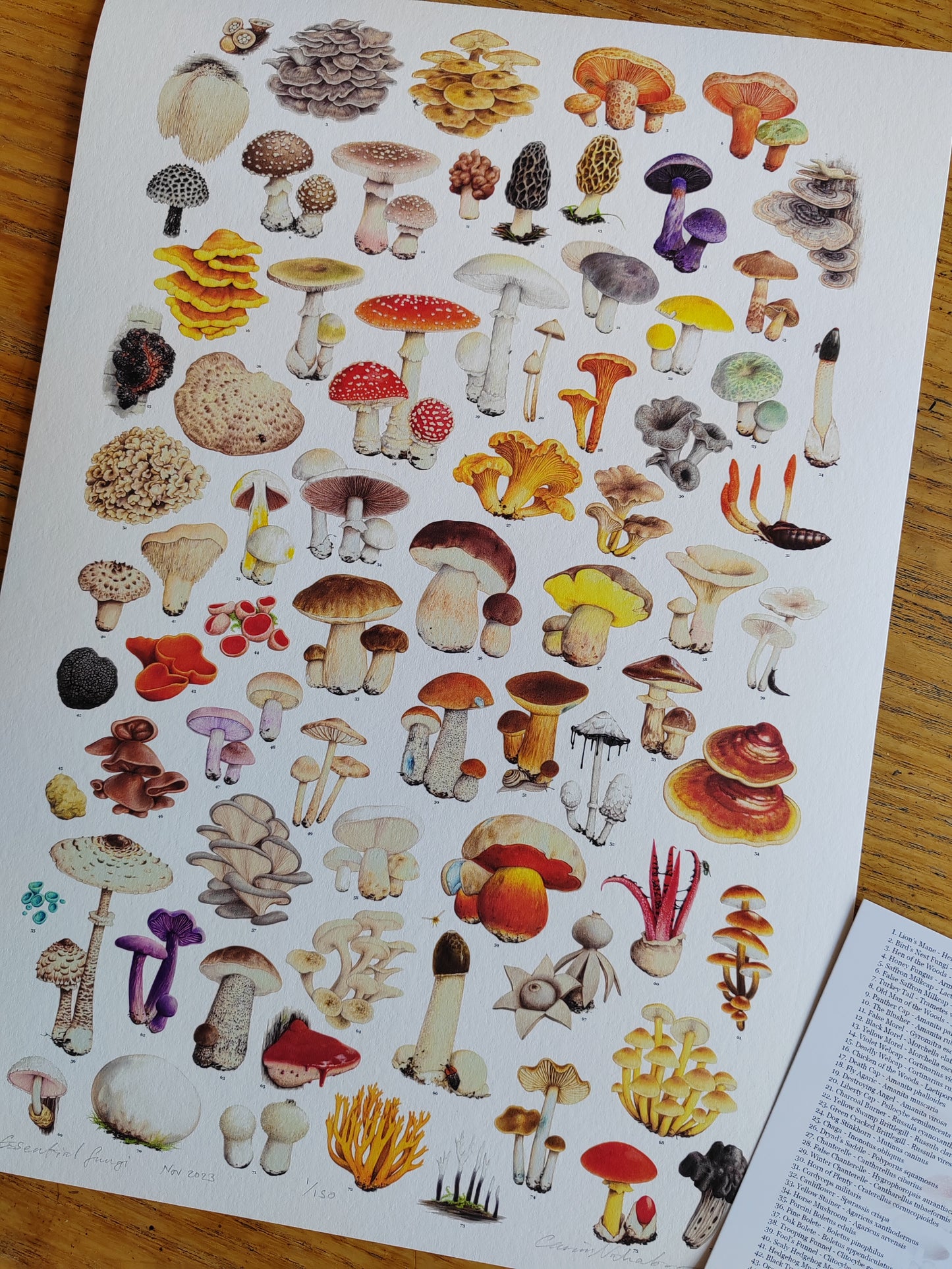 Essential Fungi A3 size Limited edition art print with Key to species
