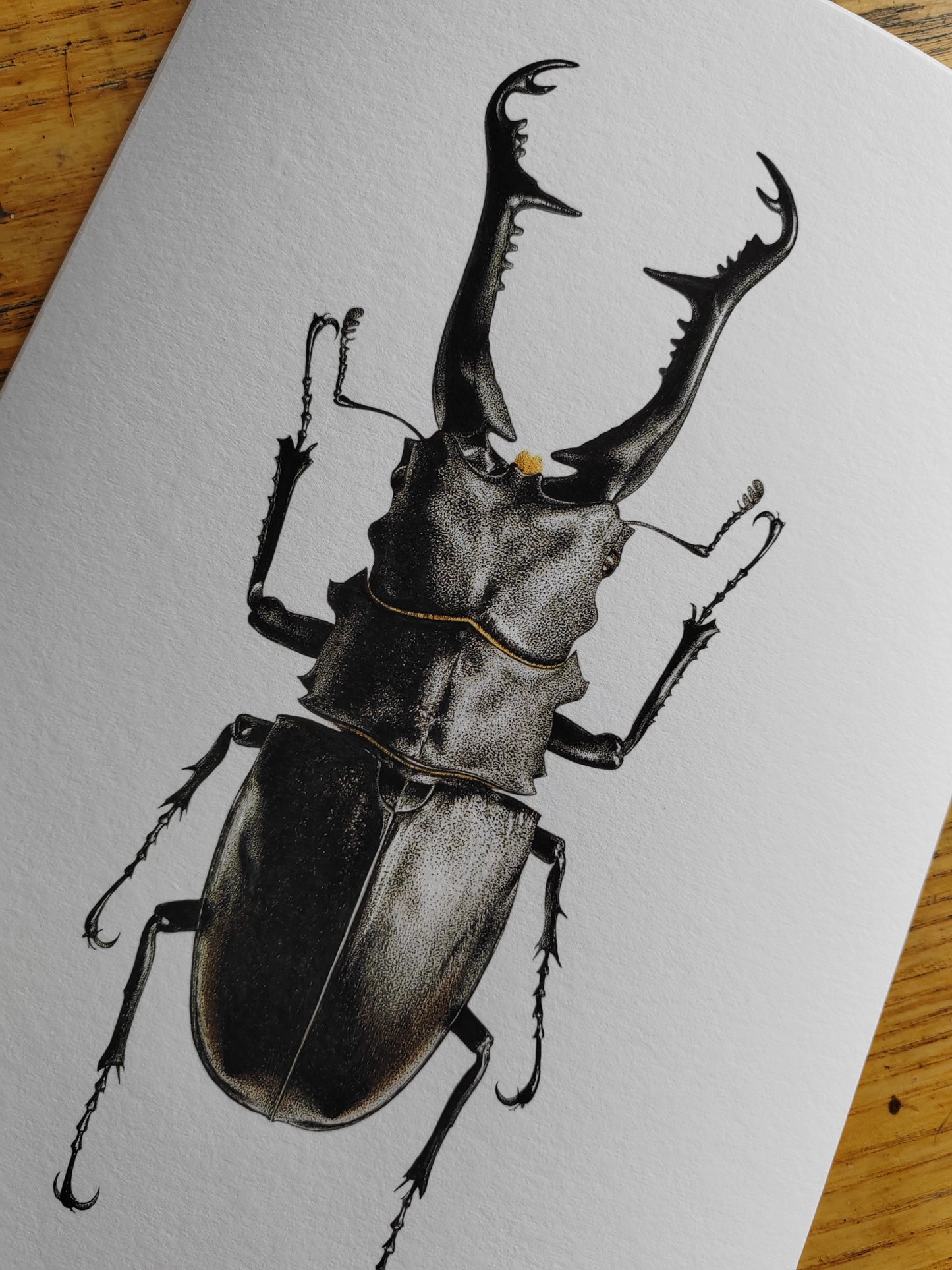 Prosopocoilus giraffa, Giraffe Stag Beetle limited edition art print A4 size