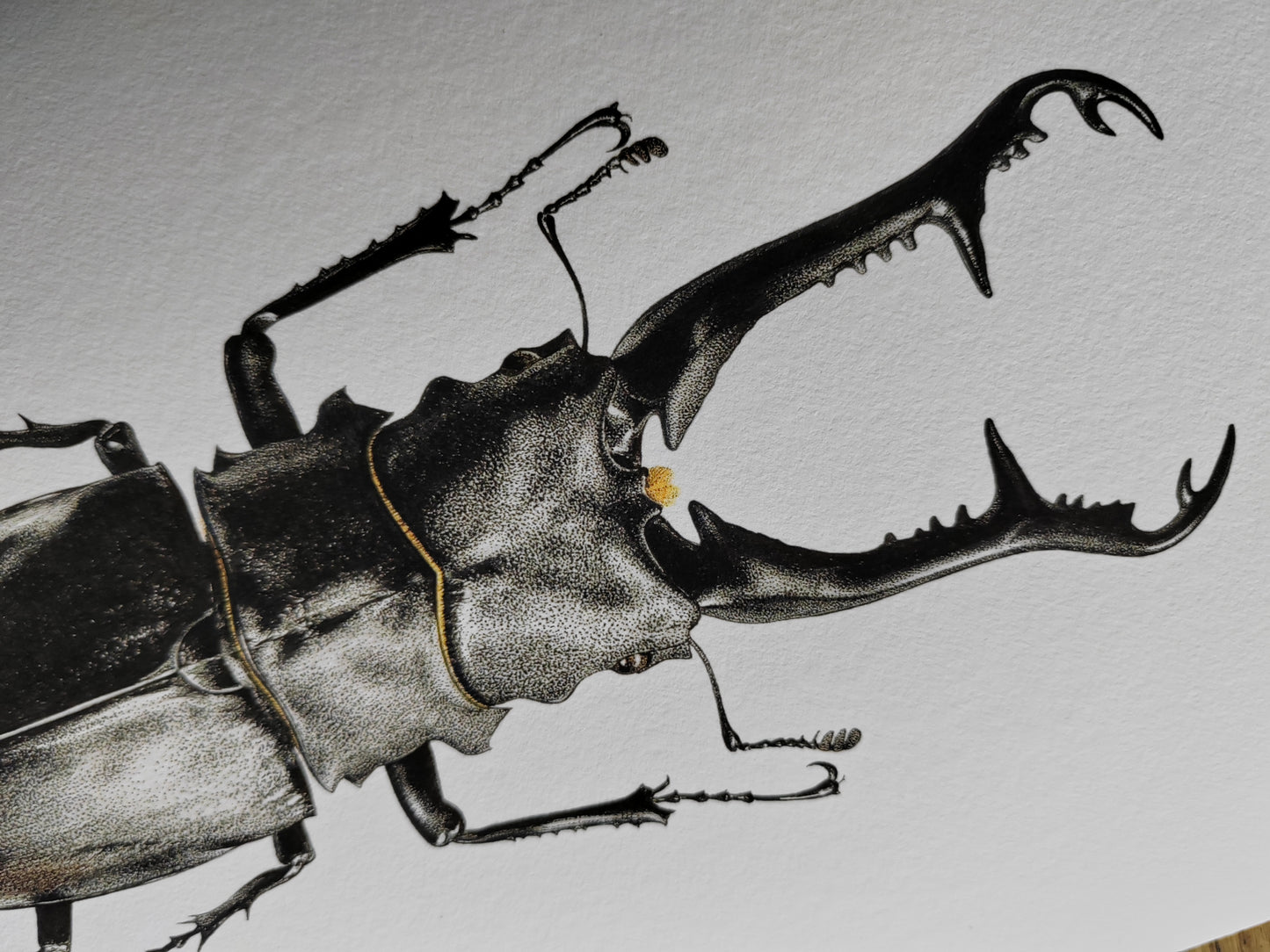 Prosopocoilus giraffa, Giraffe Stag Beetle limited edition art print A4 size
