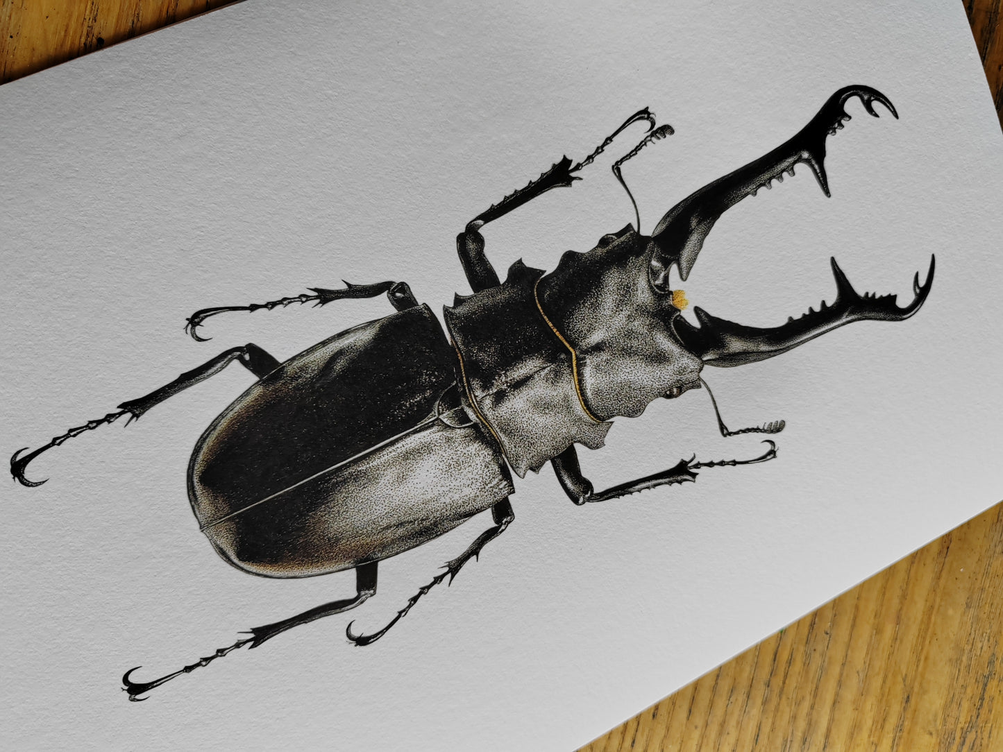 Prosopocoilus giraffa, Giraffe Stag Beetle limited edition art print A4 size