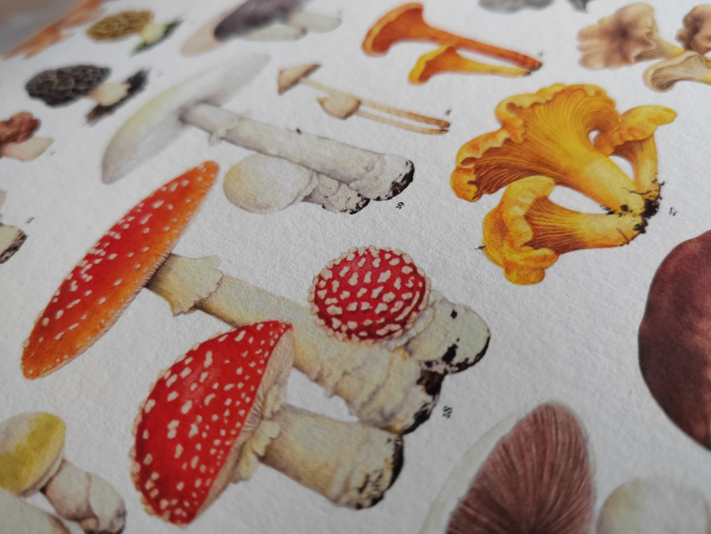 Essential Fungi A3 size Limited edition art print with Key to species