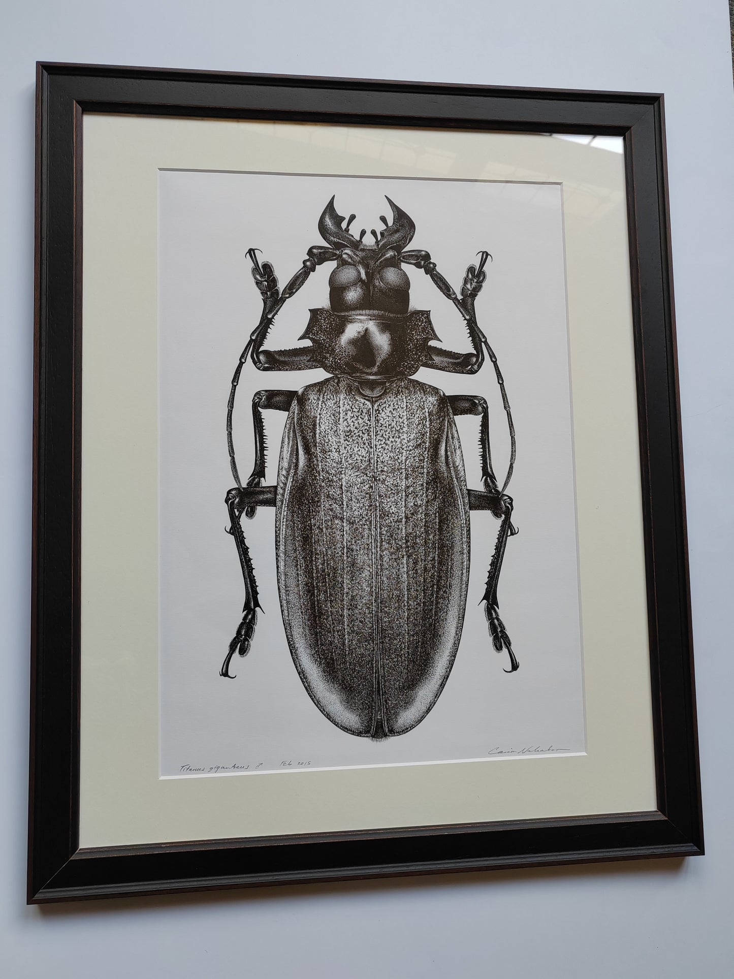 Framed Original Artwork - Titanus giganteus, Titan Beetle