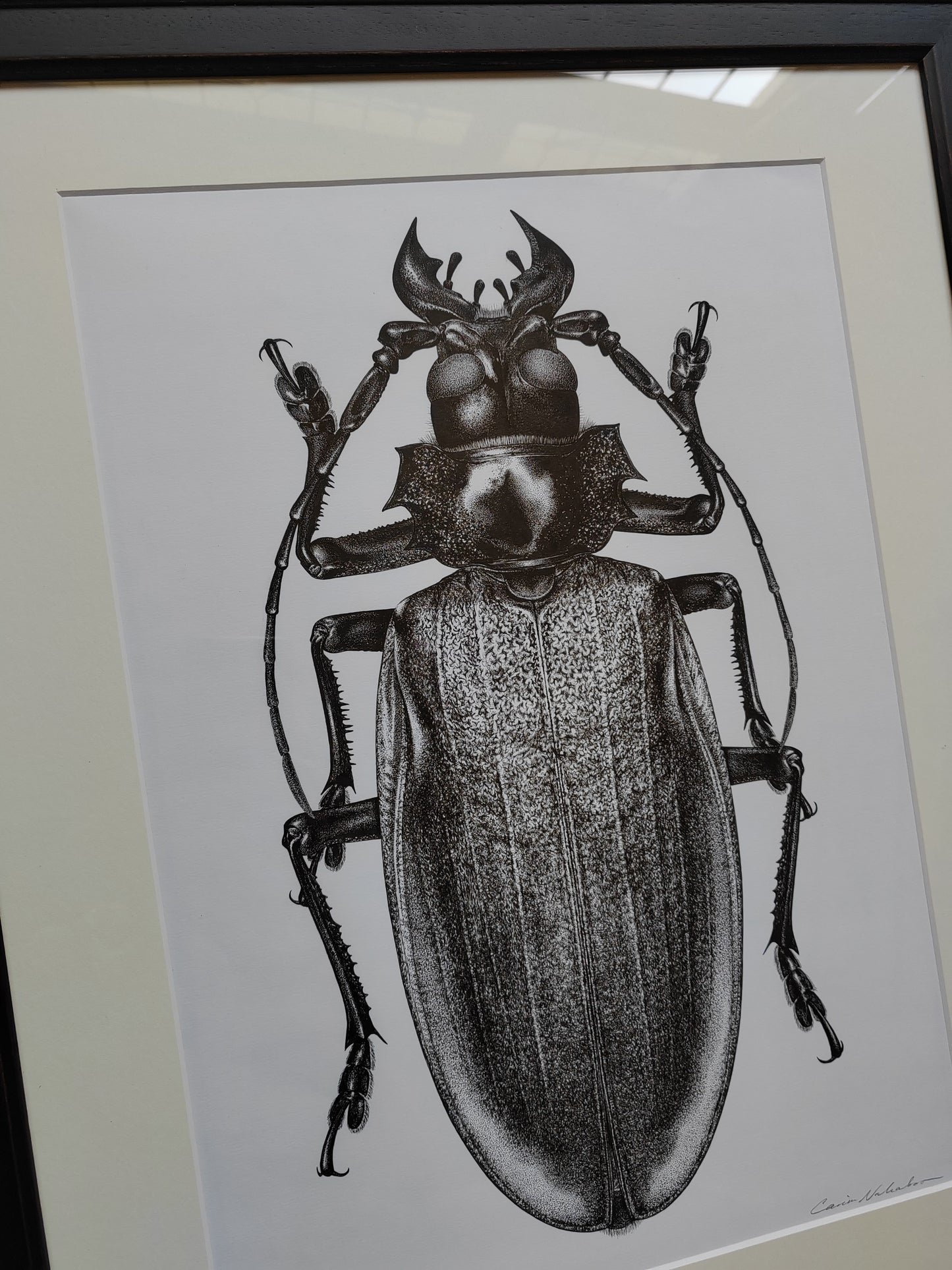 Framed Original Artwork - Titanus giganteus, Titan Beetle