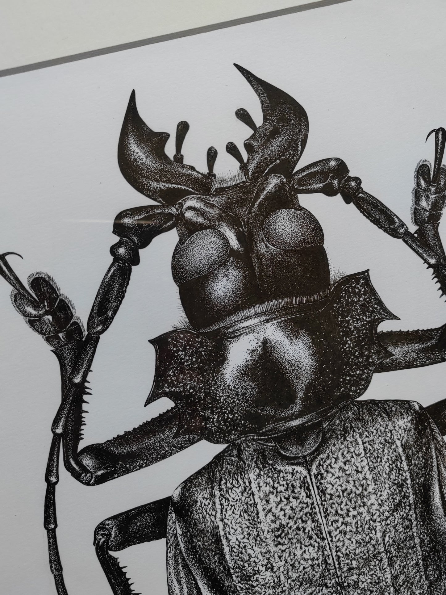 Framed Original Artwork - Titanus giganteus, Titan Beetle