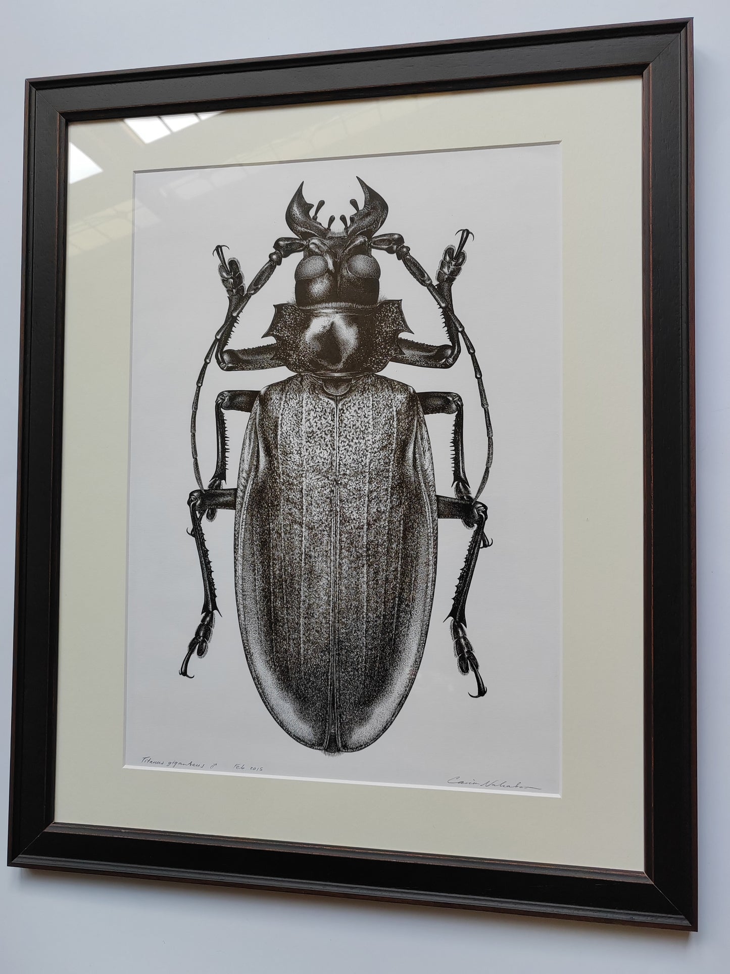 Framed Original Artwork - Titanus giganteus, Titan Beetle
