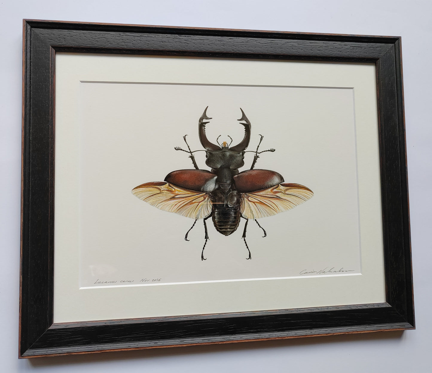 Framed Original Artwork - Lucanus cervus, European Stag Beetle