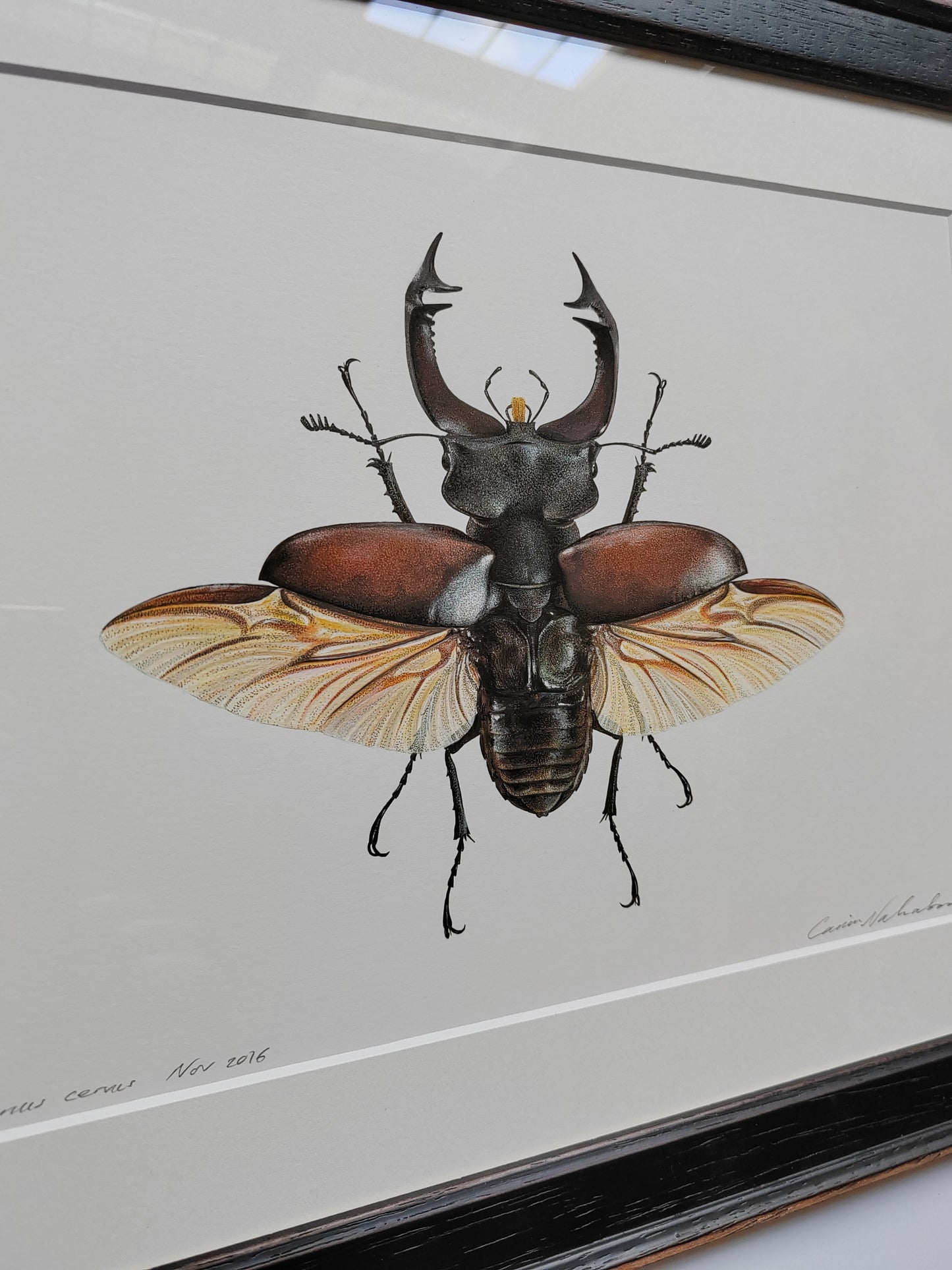 Framed Original Artwork - Lucanus cervus, European Stag Beetle