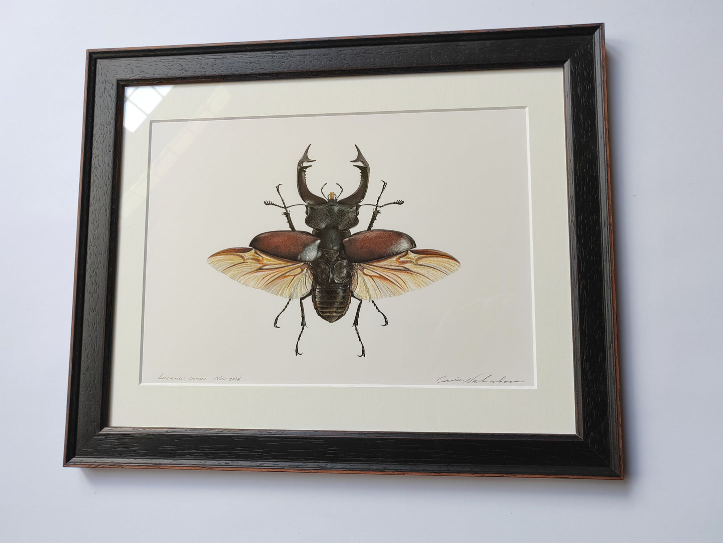 Framed Original Artwork - Lucanus cervus, European Stag Beetle