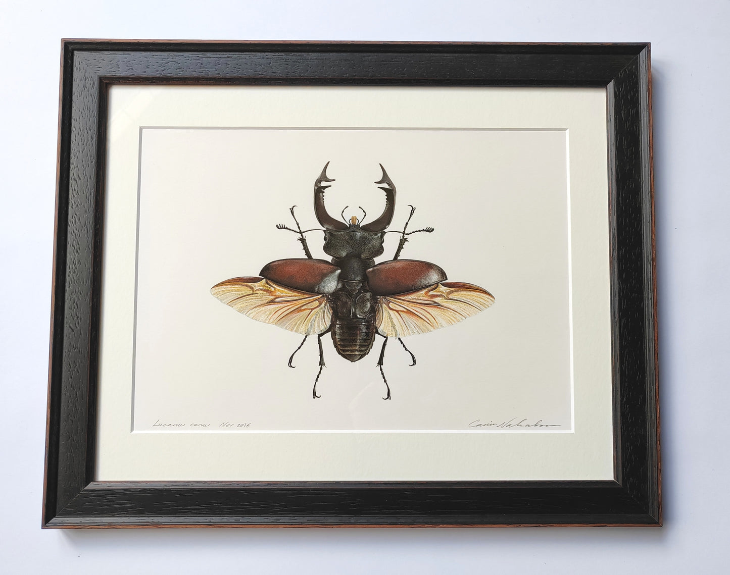 Framed Original Artwork - Lucanus cervus, European Stag Beetle
