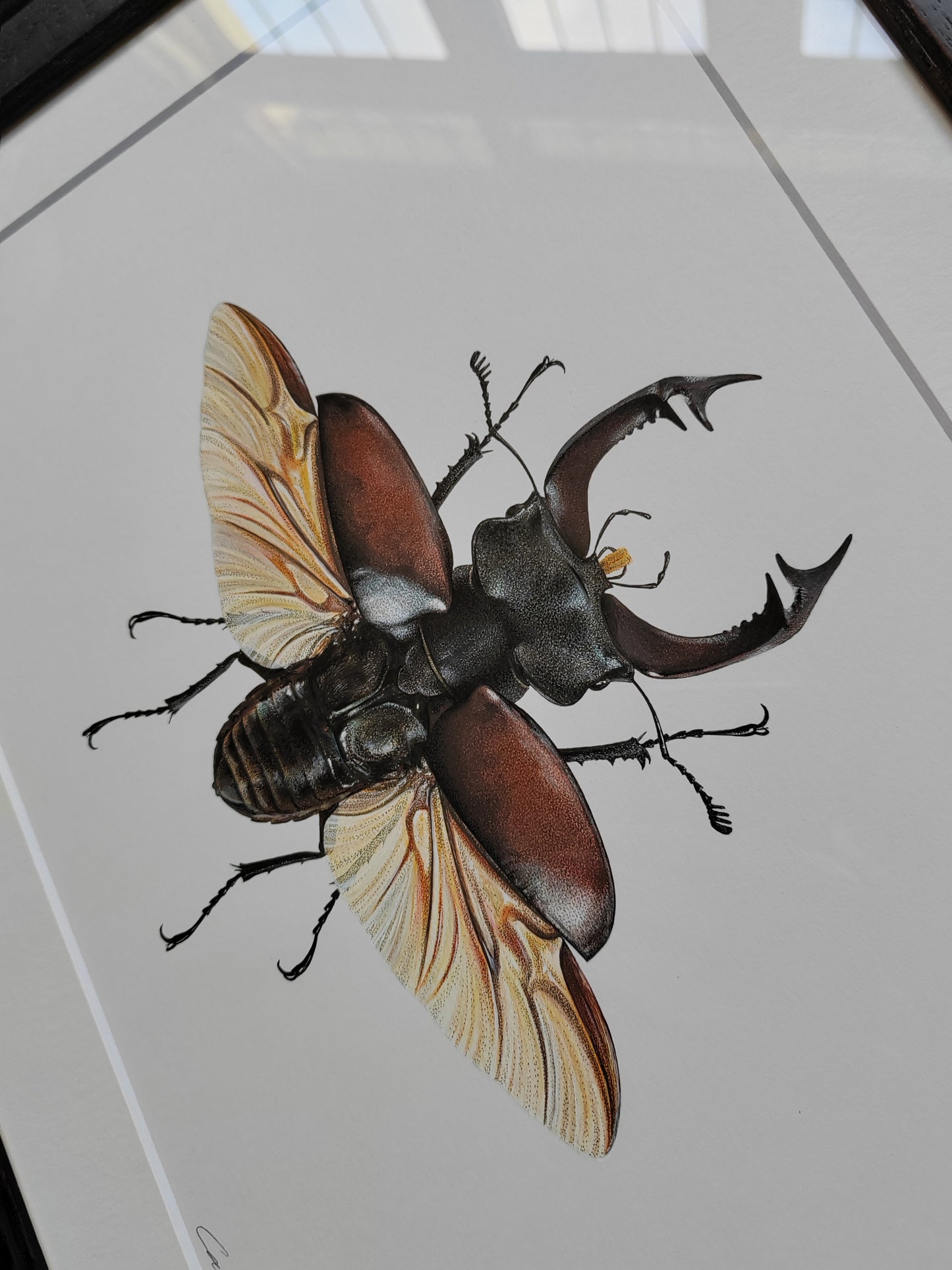 Framed Original Artwork - Lucanus cervus, European Stag Beetle