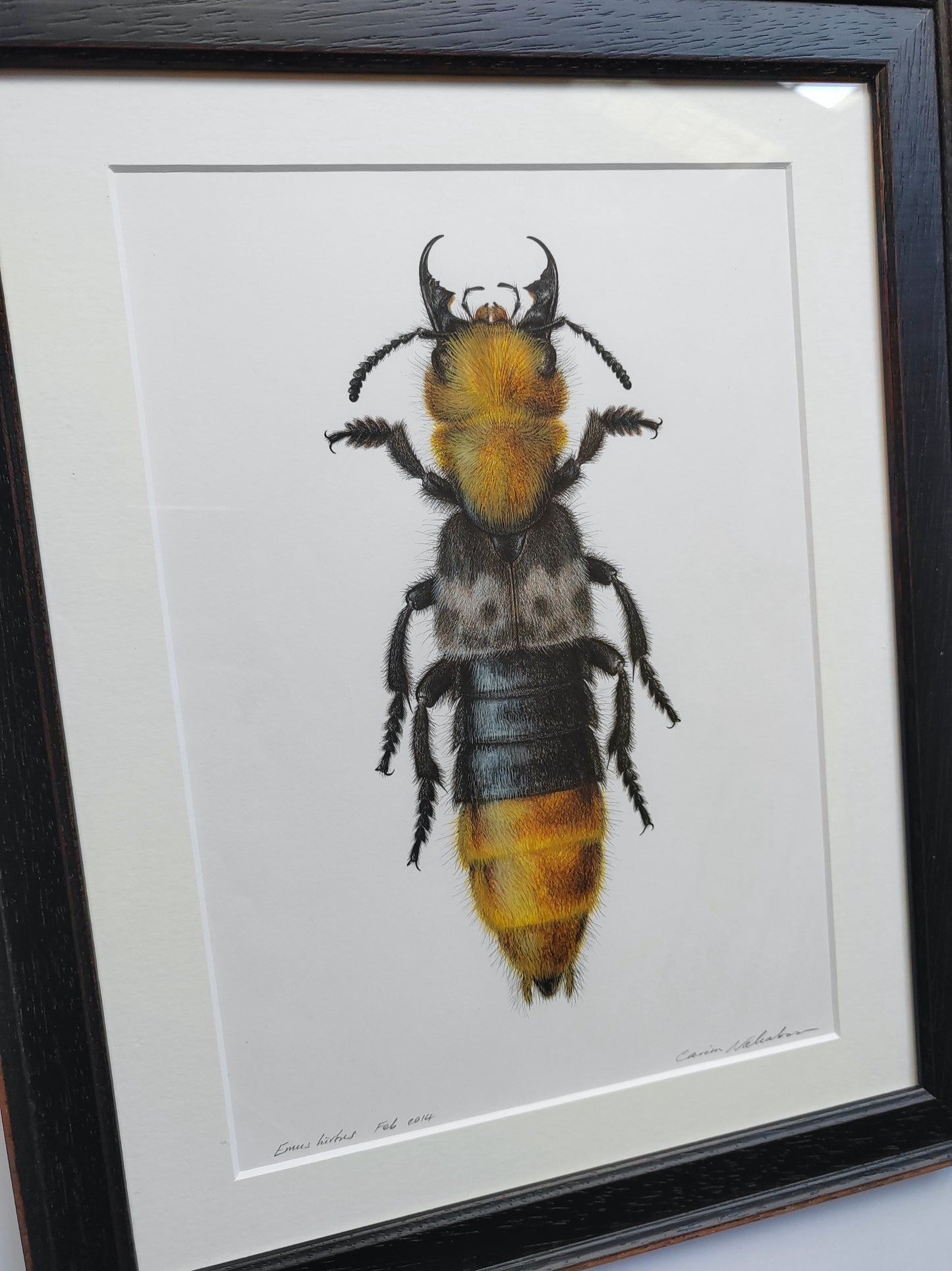 Framed Original Artwork - Emus hirtus, Golden Rove Beetle ('Kent Dancer')