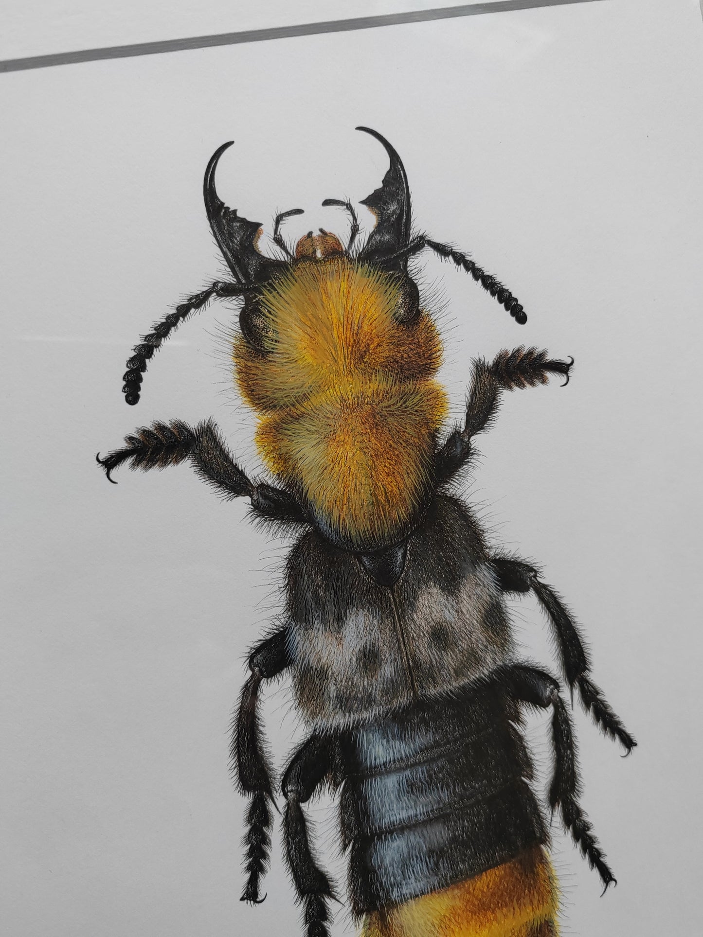 Framed Original Artwork - Emus hirtus, Golden Rove Beetle ('Kent Dancer')