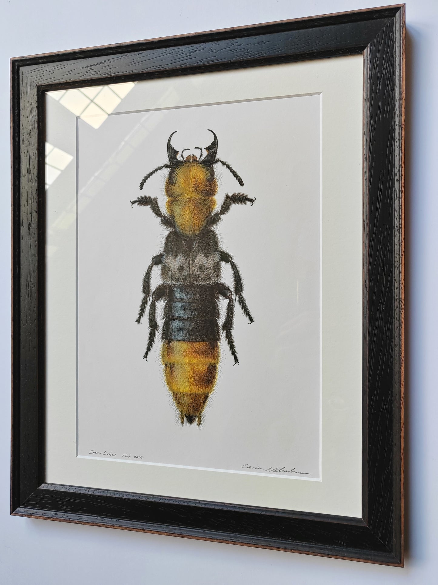 Framed Original Artwork - Emus hirtus, Golden Rove Beetle ('Kent Dancer')