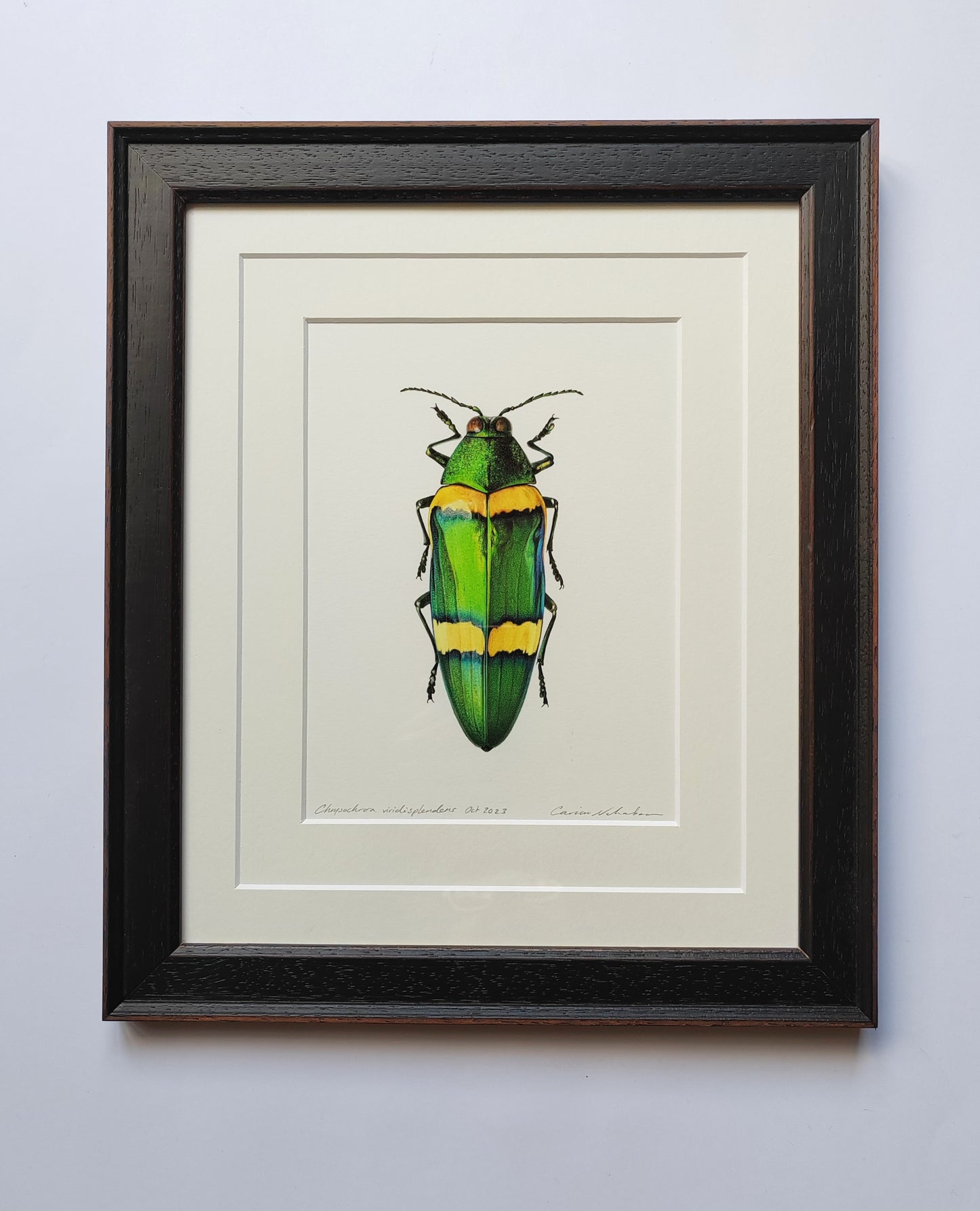 Framed Original Artwork - Chrysochroa viridisplendens, Jewel Beetle