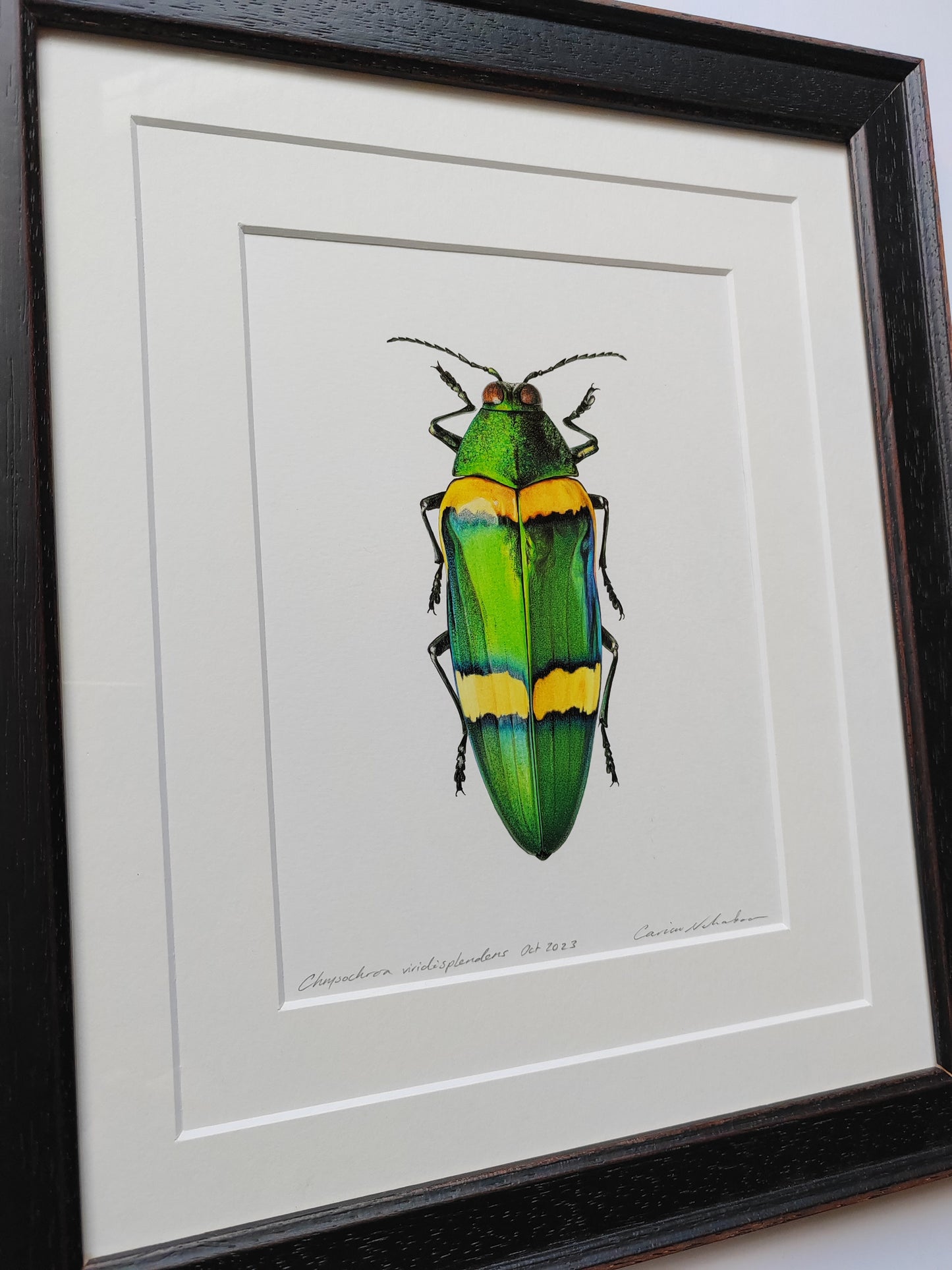 Framed Original Artwork - Chrysochroa viridisplendens, Jewel Beetle