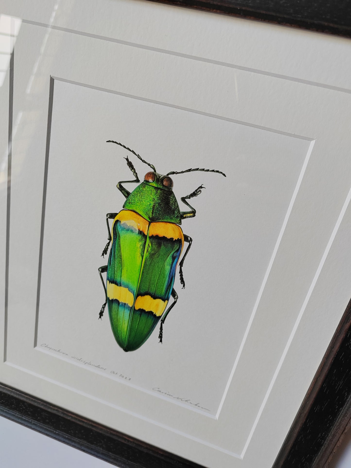 Framed Original Artwork - Chrysochroa viridisplendens, Jewel Beetle