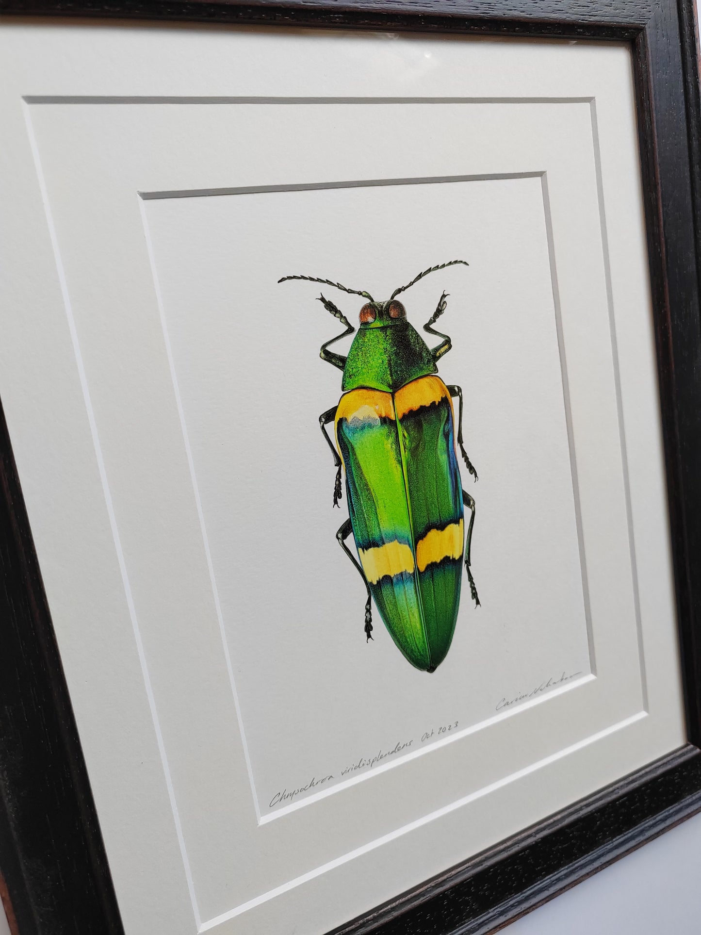 Framed Original Artwork - Chrysochroa viridisplendens, Jewel Beetle