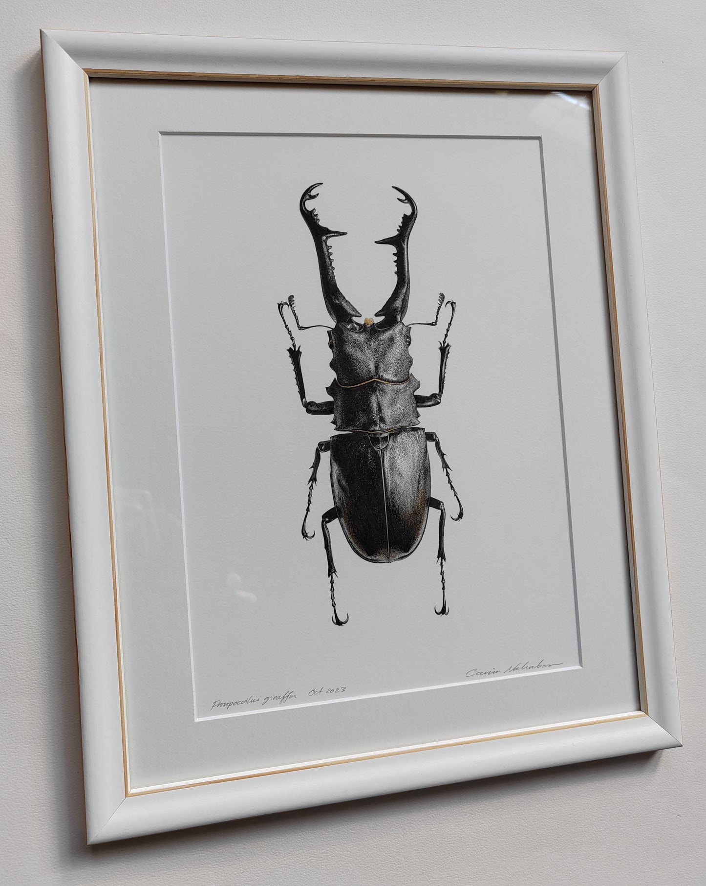 Framed original artwork - Prosopocoilus giraffa, Giraffe Stag Beetle