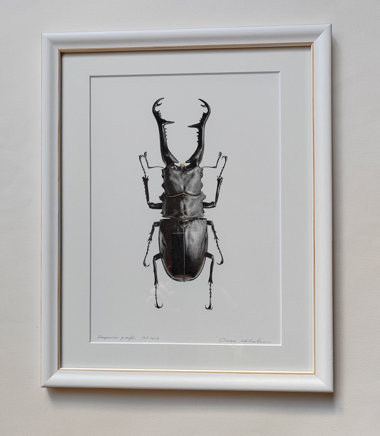 Framed original artwork - Prosopocoilus giraffa, Giraffe Stag Beetle