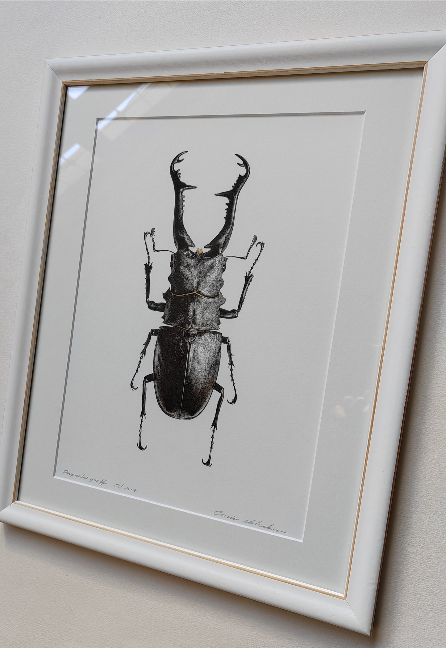 Framed original artwork - Prosopocoilus giraffa, Giraffe Stag Beetle