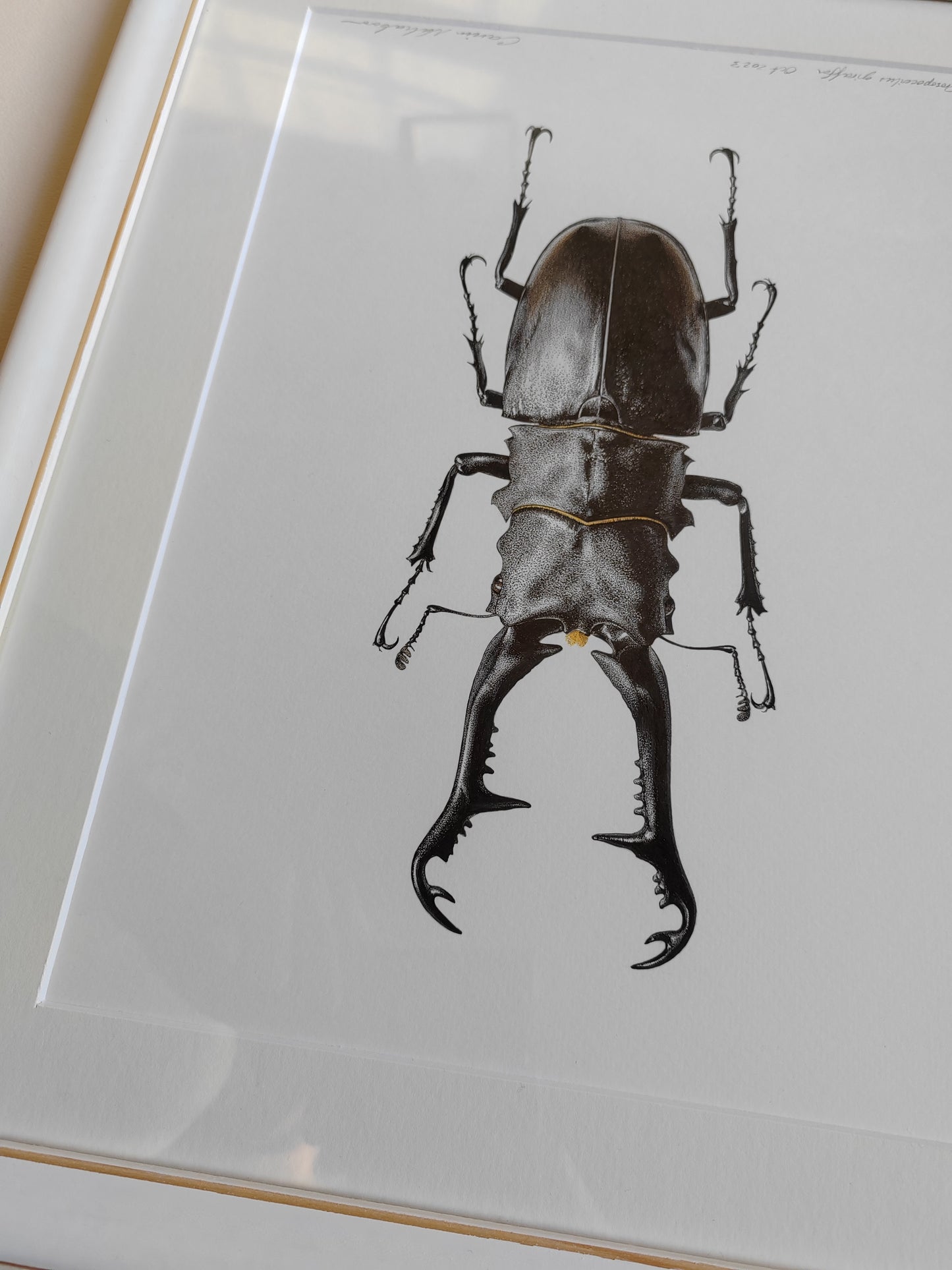 Framed original artwork - Prosopocoilus giraffa, Giraffe Stag Beetle