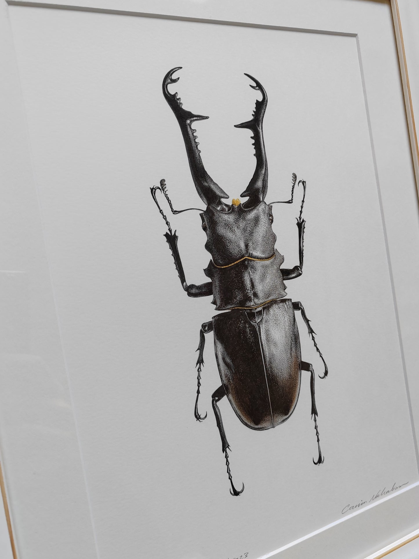 Framed original artwork - Prosopocoilus giraffa, Giraffe Stag Beetle