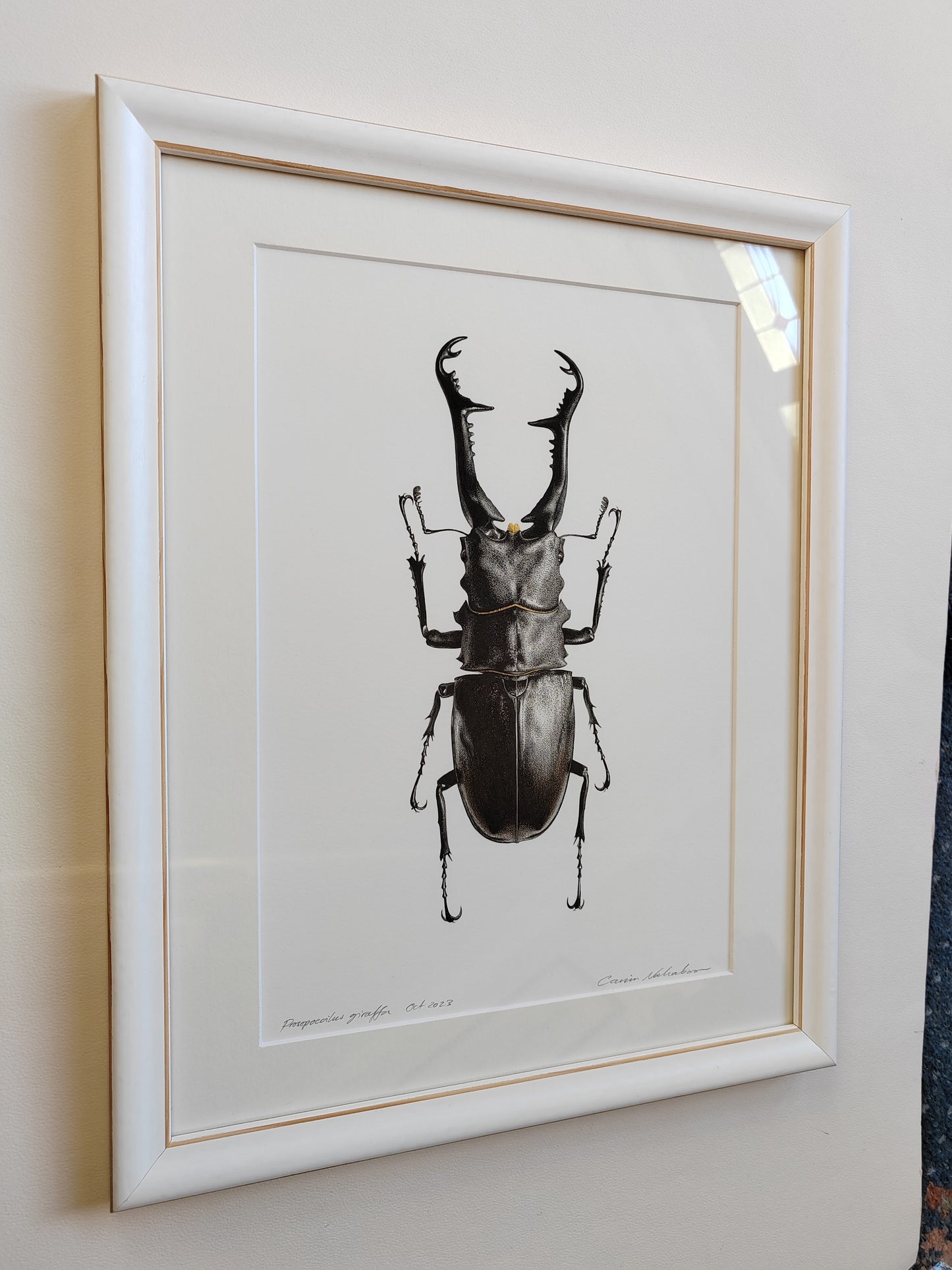 Framed original artwork - Prosopocoilus giraffa, Giraffe Stag Beetle