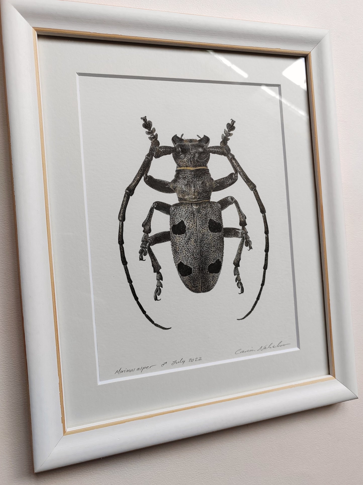 Framed original artwork - Morimus asper, Longhorn Beetle.
