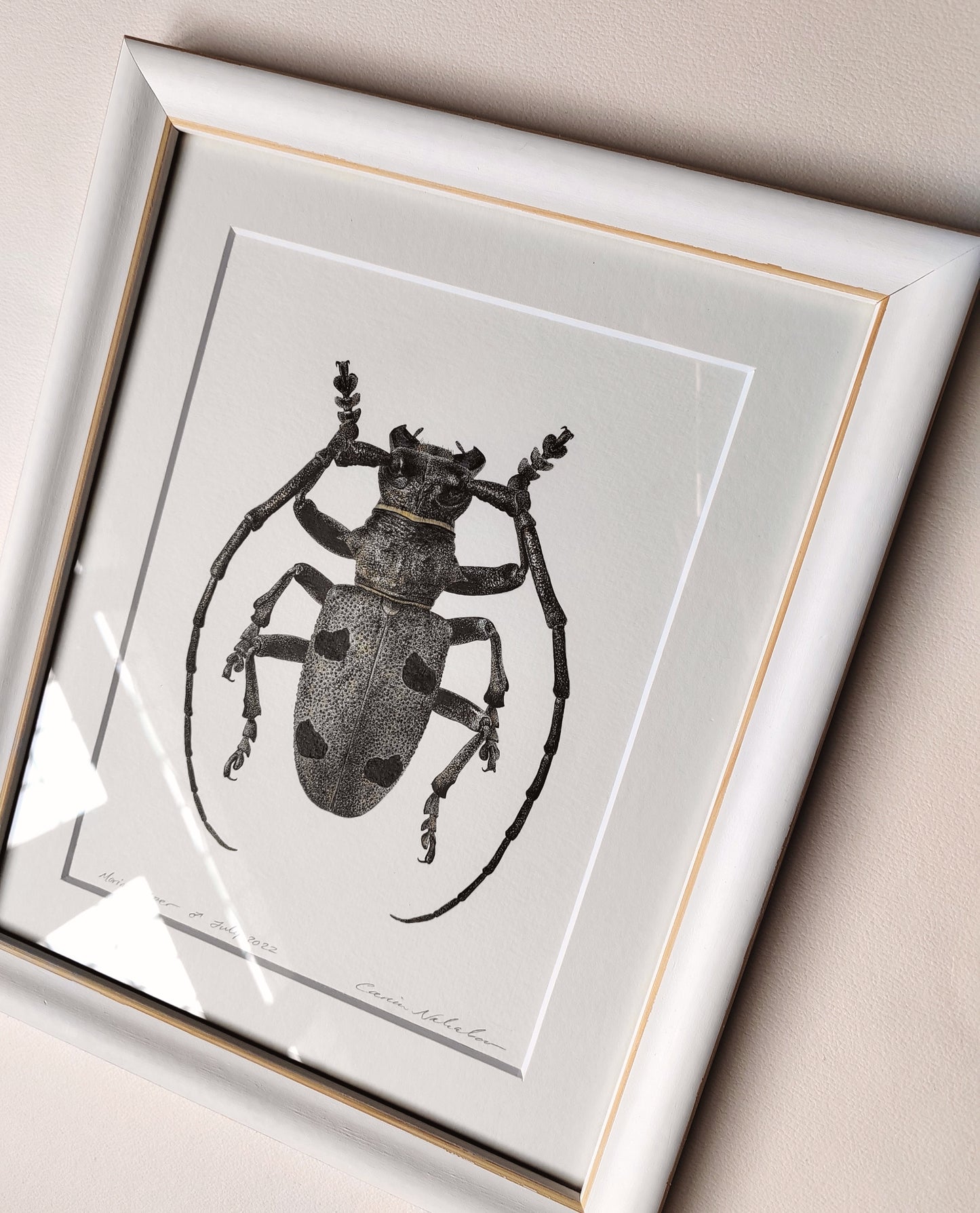 Framed original artwork - Morimus asper, Longhorn Beetle.