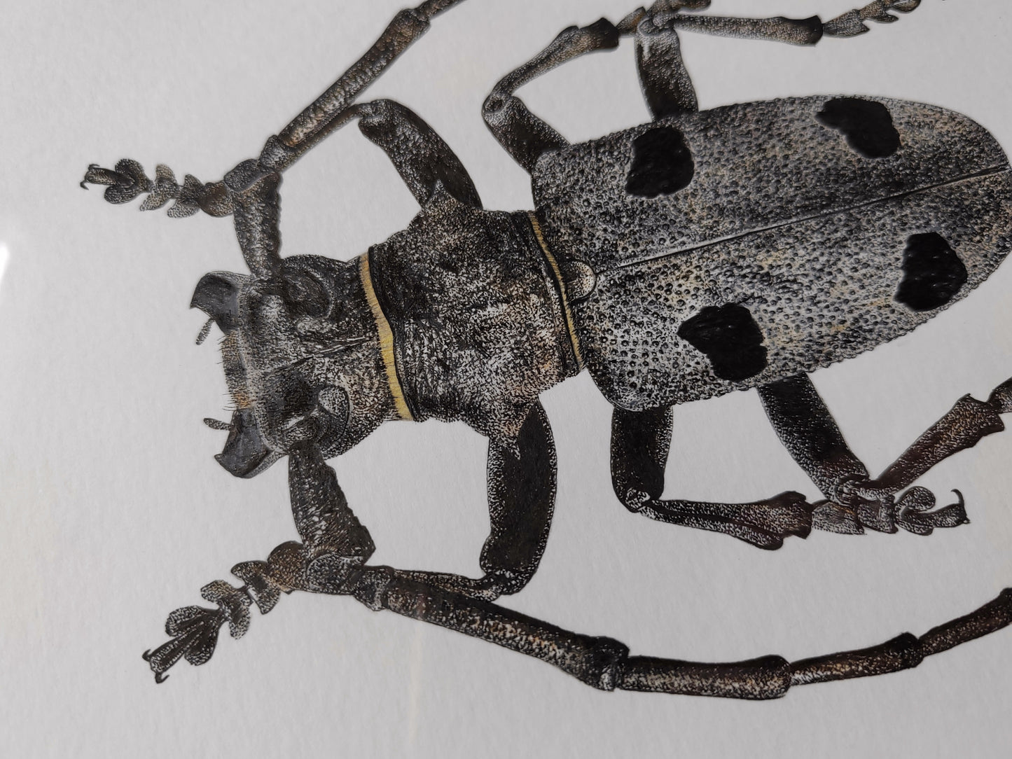 Framed original artwork - Morimus asper, Longhorn Beetle.