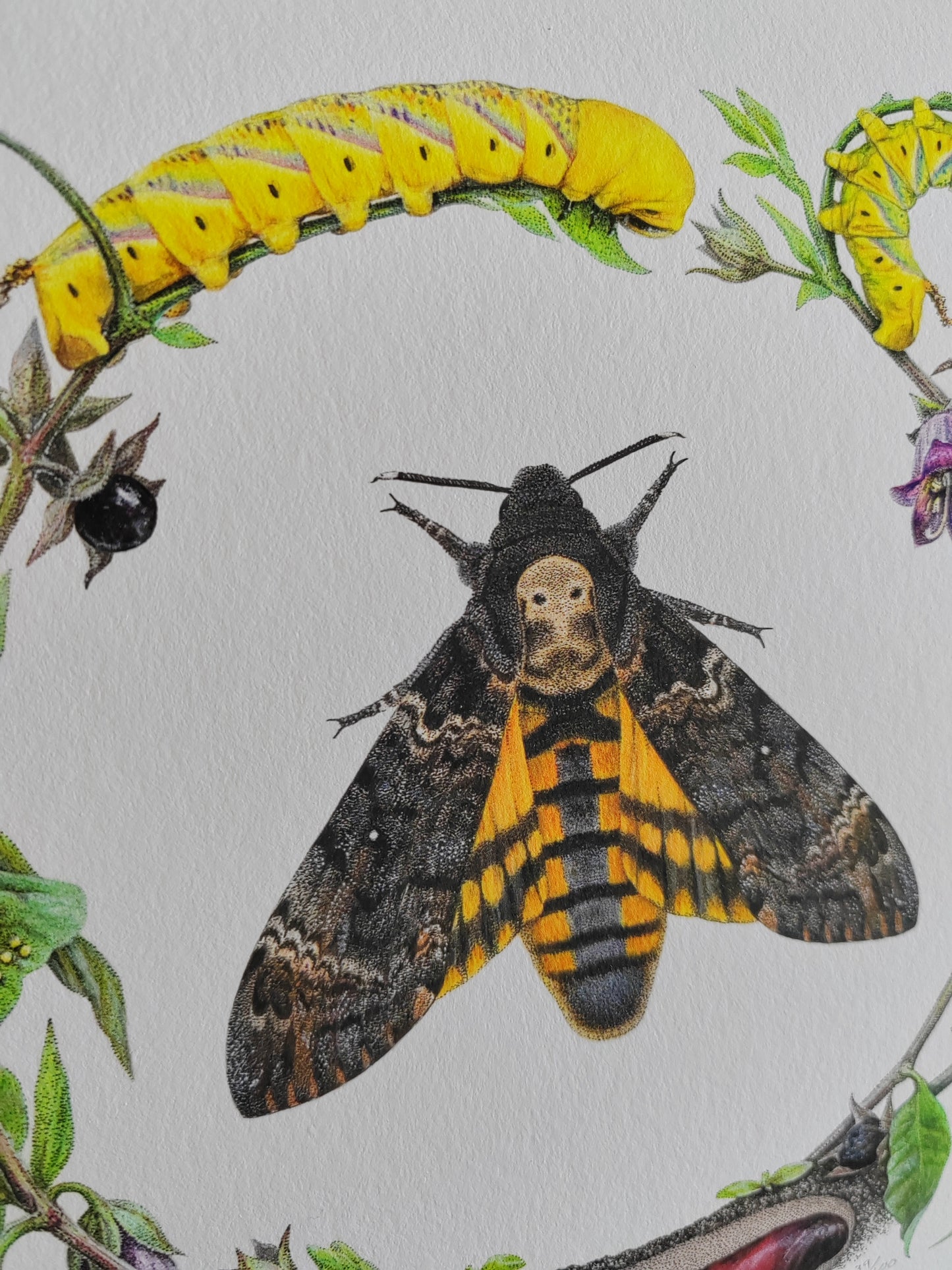 Death's Head Moth lifecycle. Limited edition life-size art print
