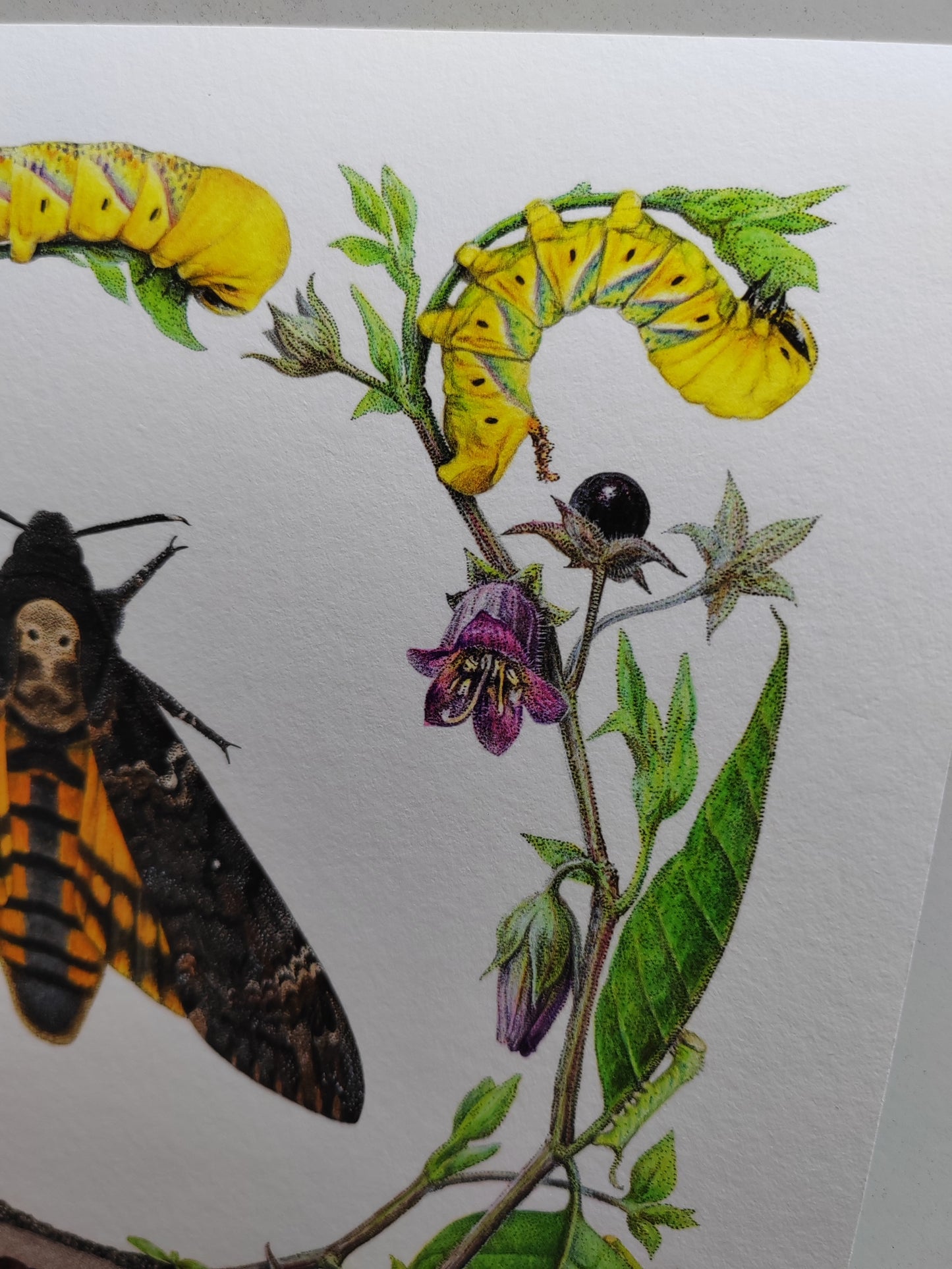 Death's Head Moth lifecycle. Limited edition life-size art print